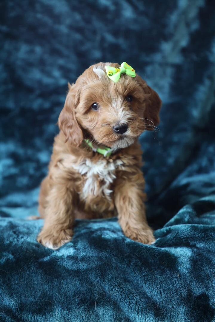 F1b Micro Mini Goldendoodles image 2