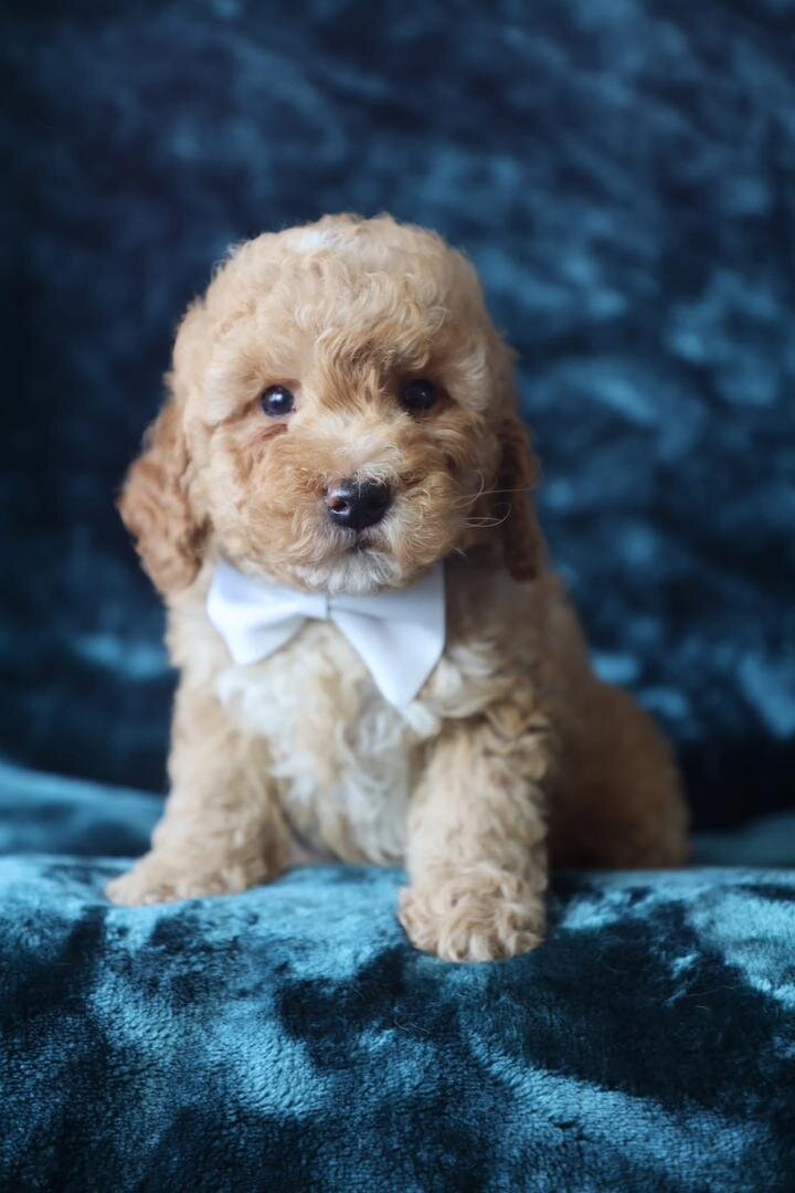 F1b Micro Mini Goldendoodles image 1