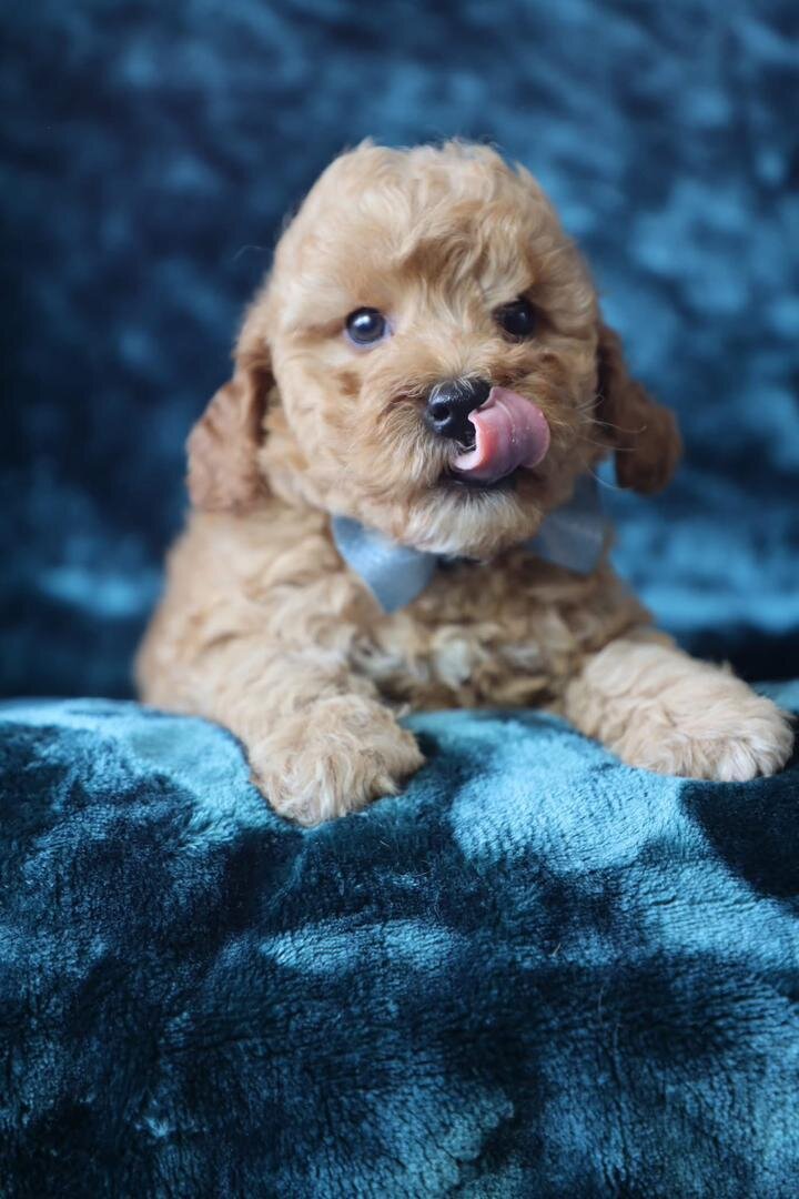 F1b Micro Mini Goldendoodles image 4