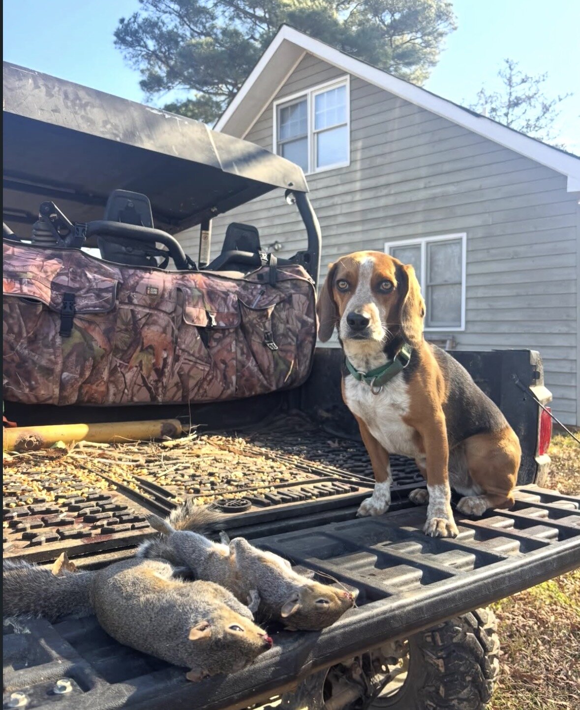 Beagle image 3
