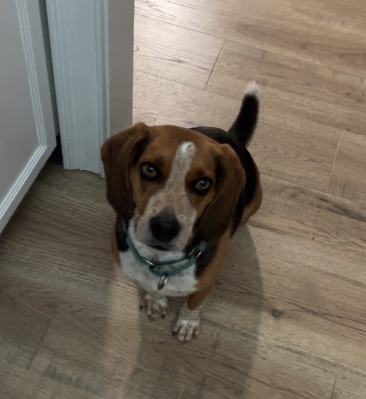 Beagle image 2