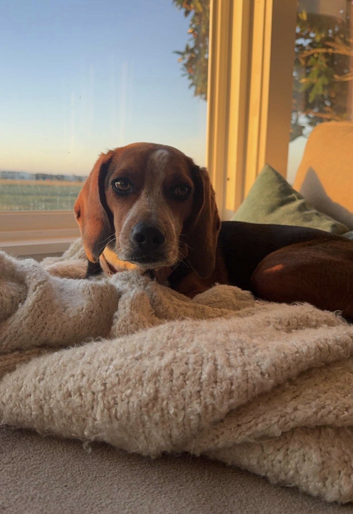 Beagle image 1