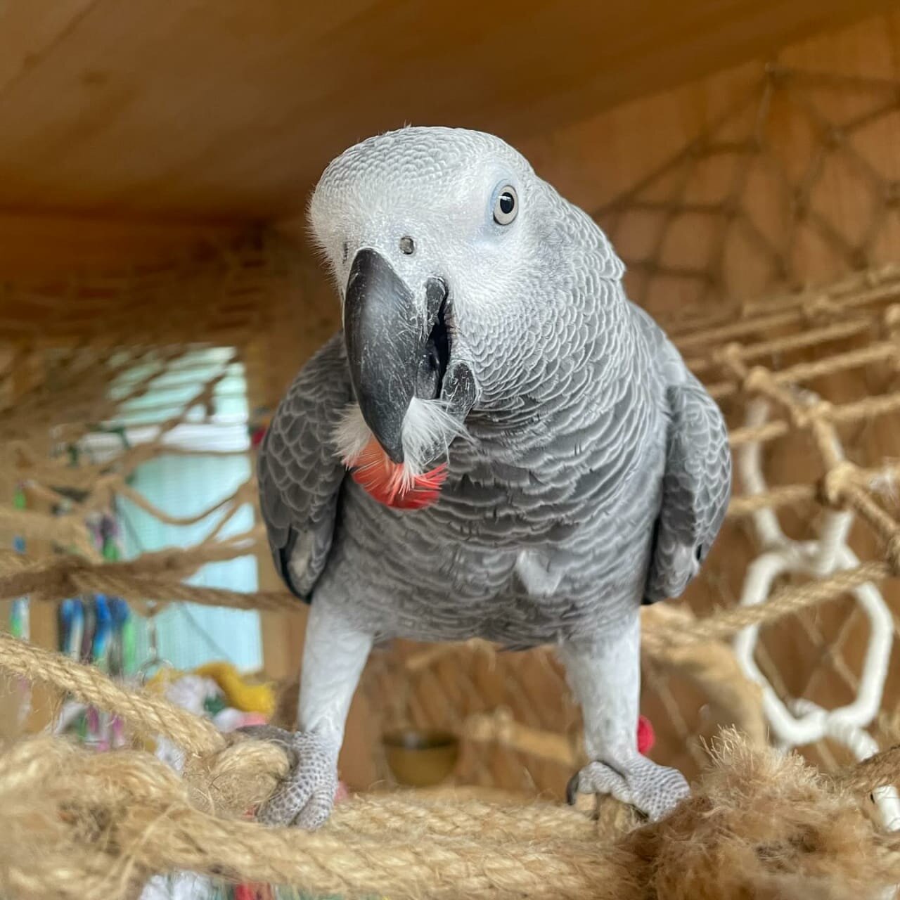 African grey Parrot image 2