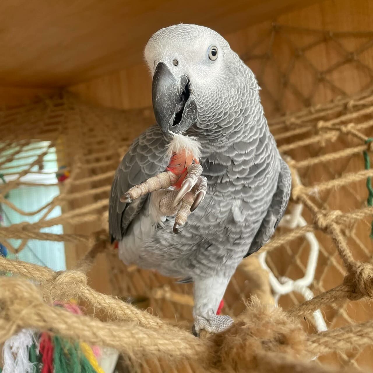 African grey Parrot image 3