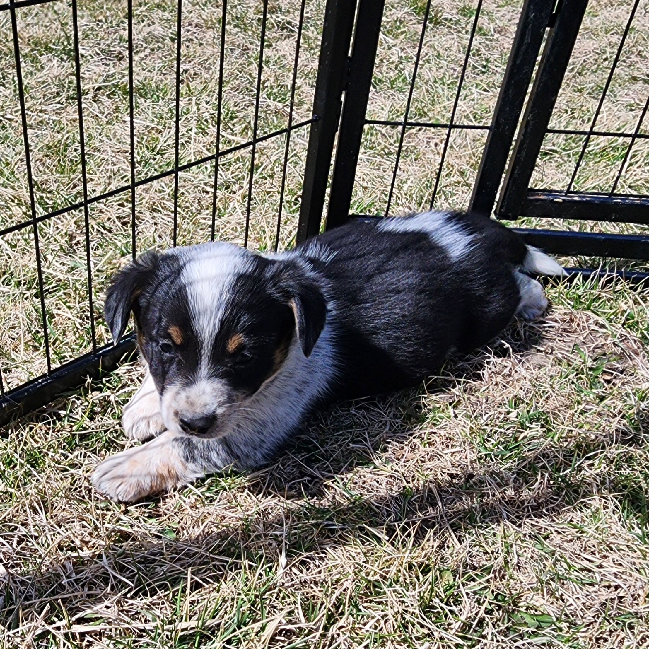 Cowboy Corgi image 2