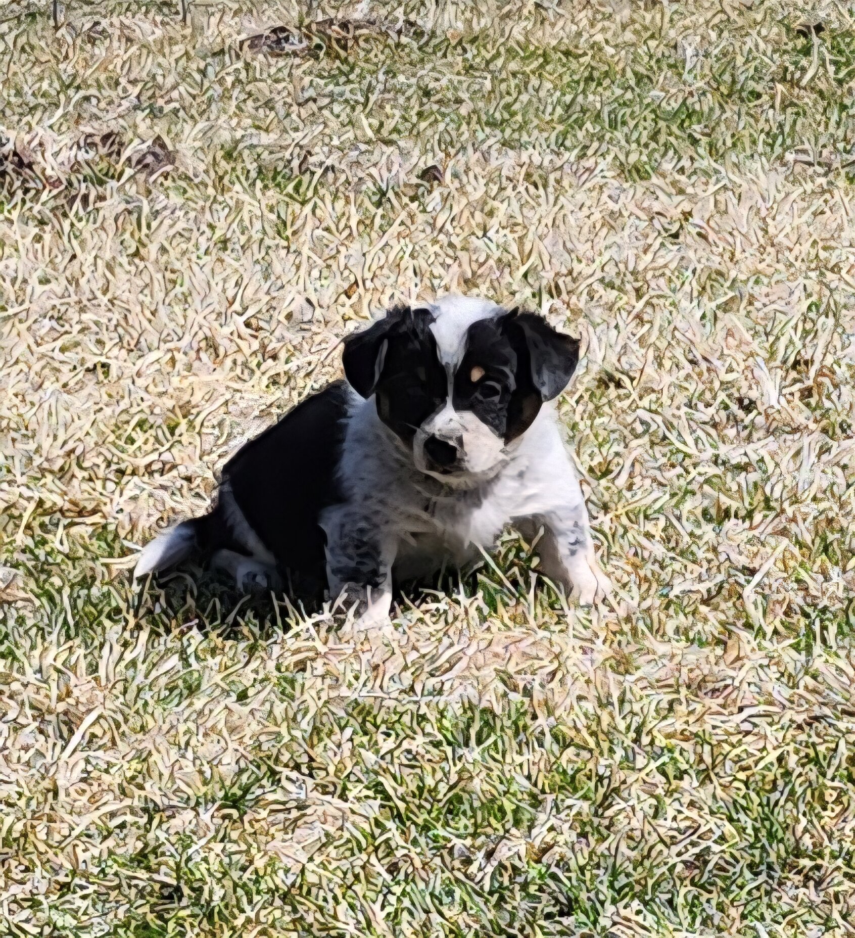 Cowboy Corgi image 1