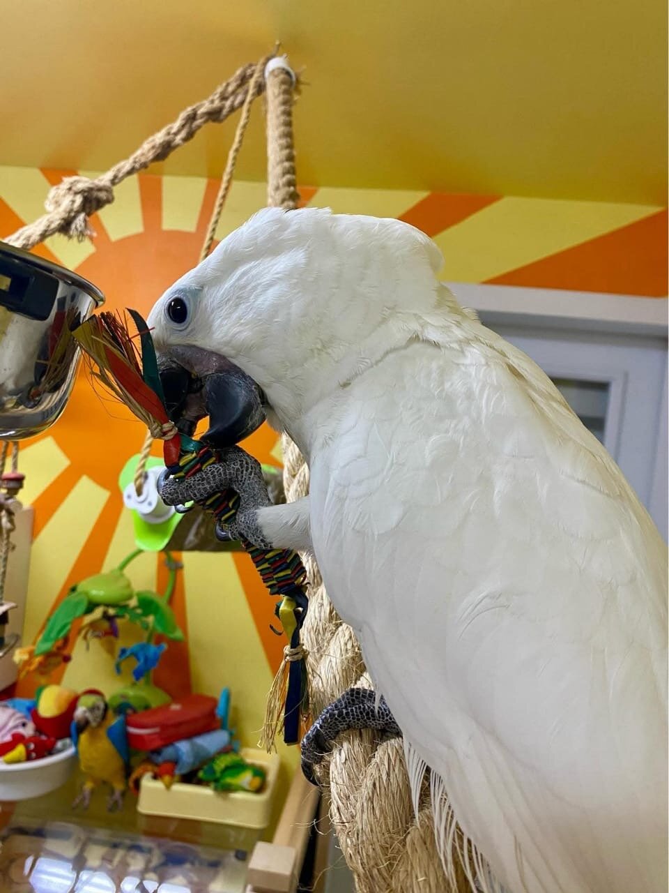 Umbrella Cockatoo image 4