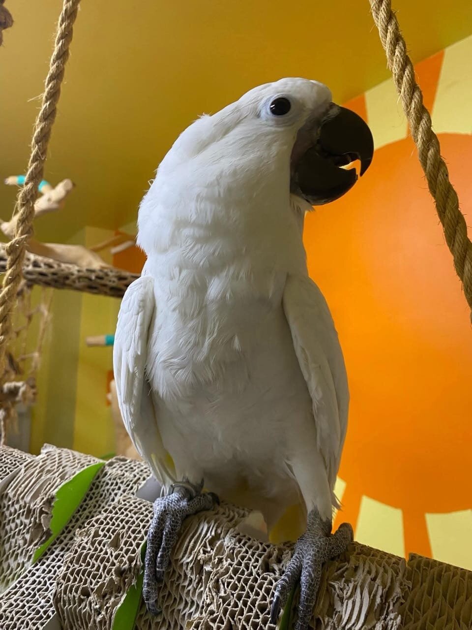 Umbrella Cockatoo image 3