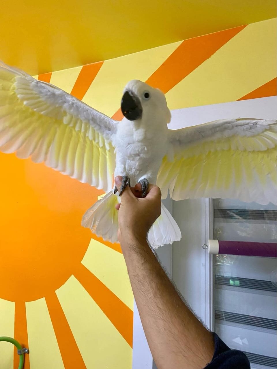 Umbrella Cockatoo image 2