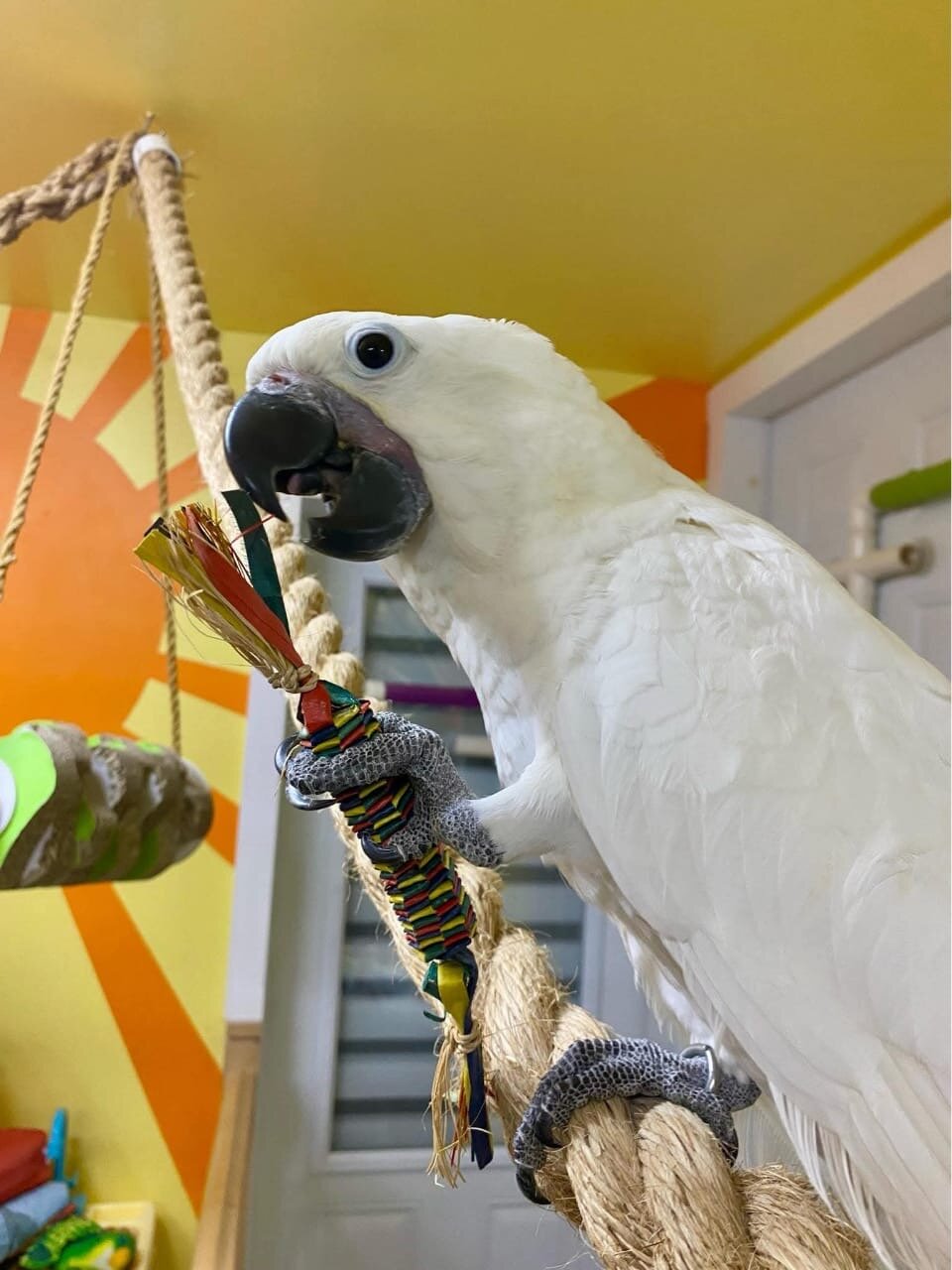 Umbrella Cockatoo image 1