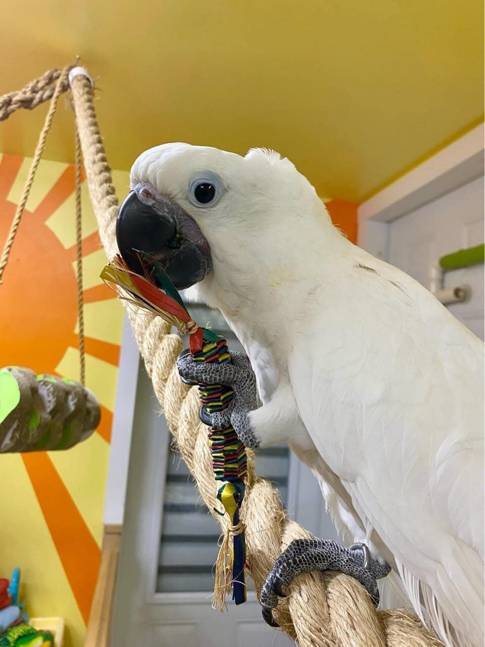 Umbrella Cockatoo image 5