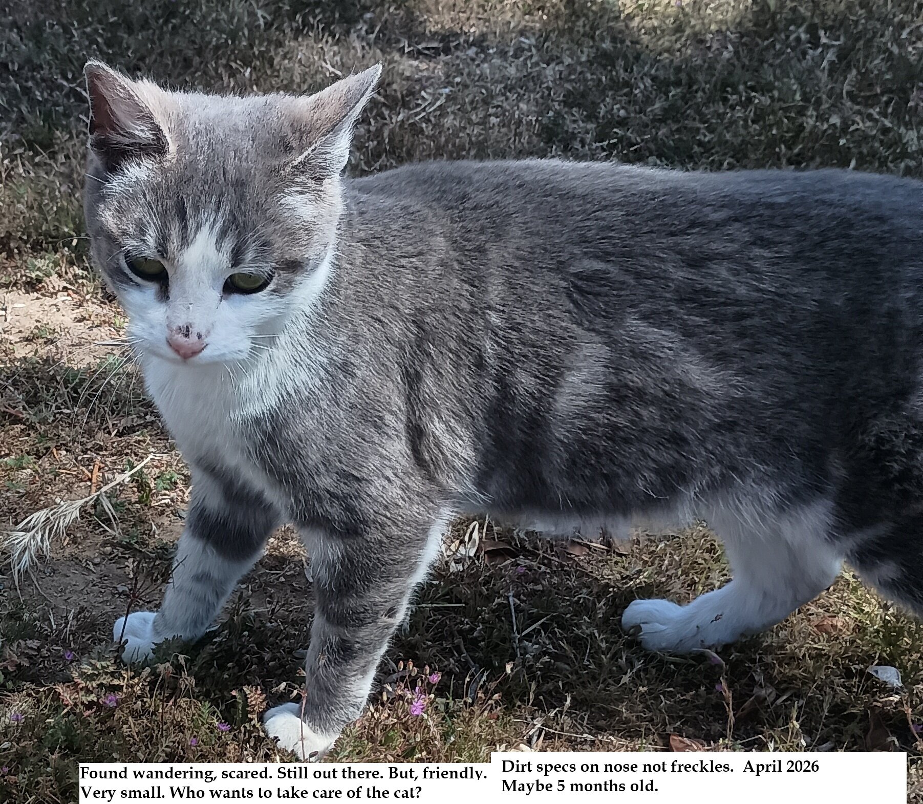 Found Kitten image 1