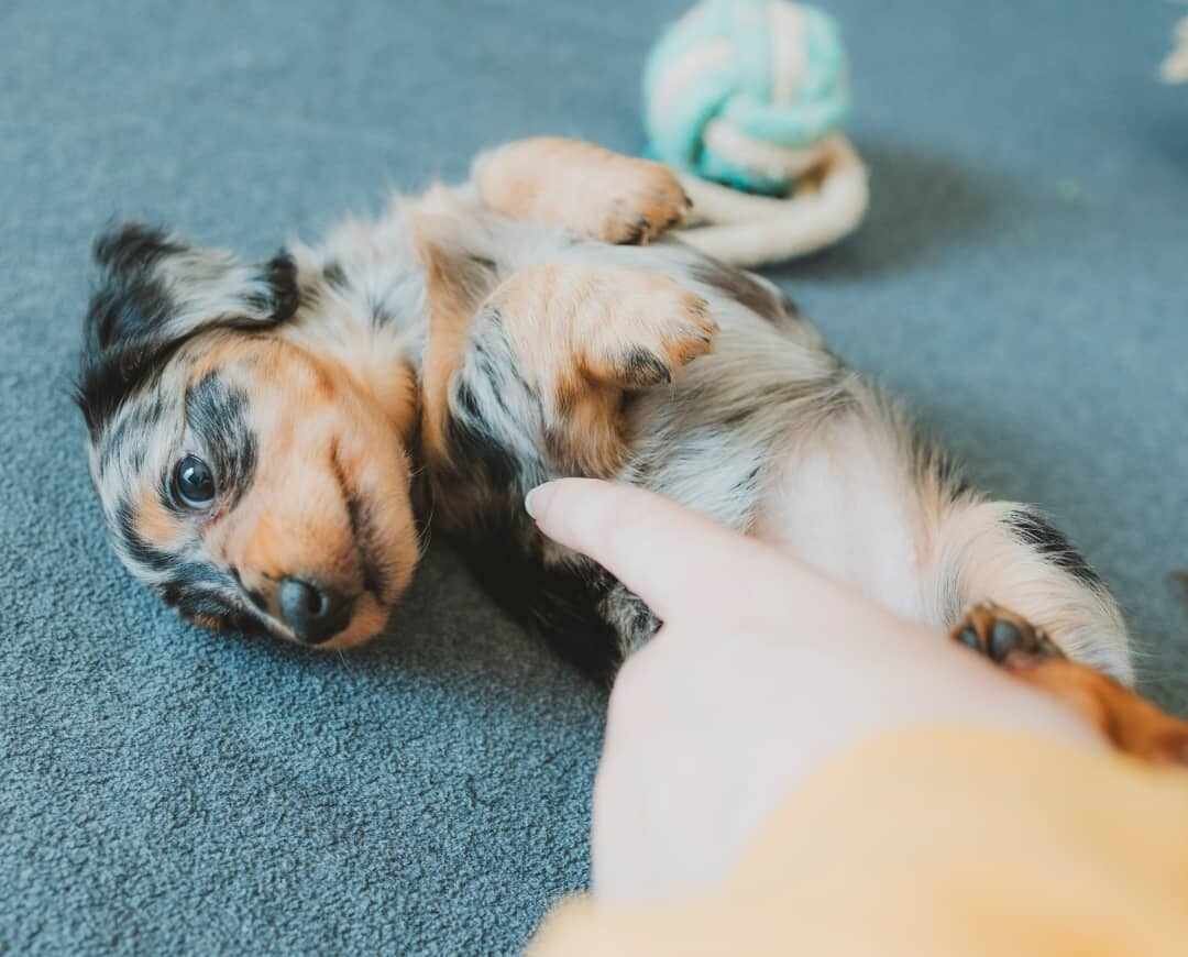 Puppies( Miniature Longhaired Dachshunds) image 5