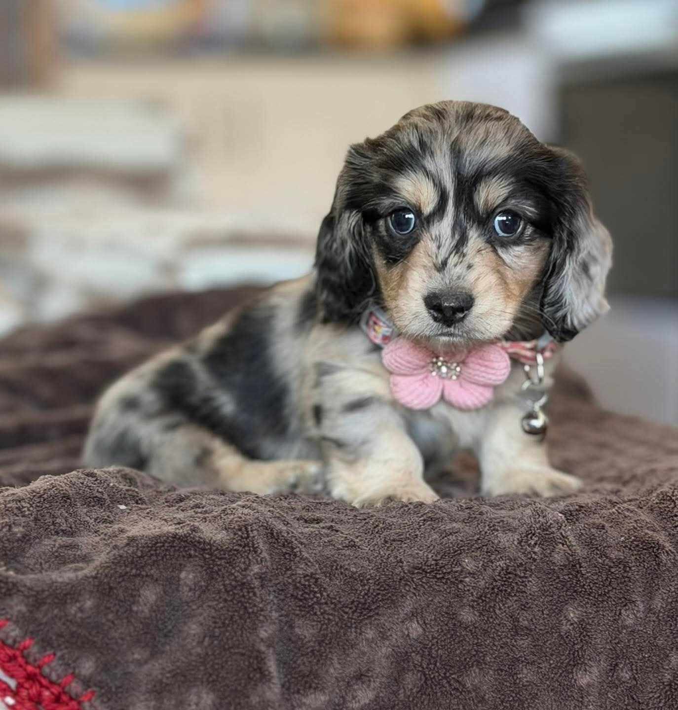Puppies( Miniature Longhaired Dachshunds) image 3