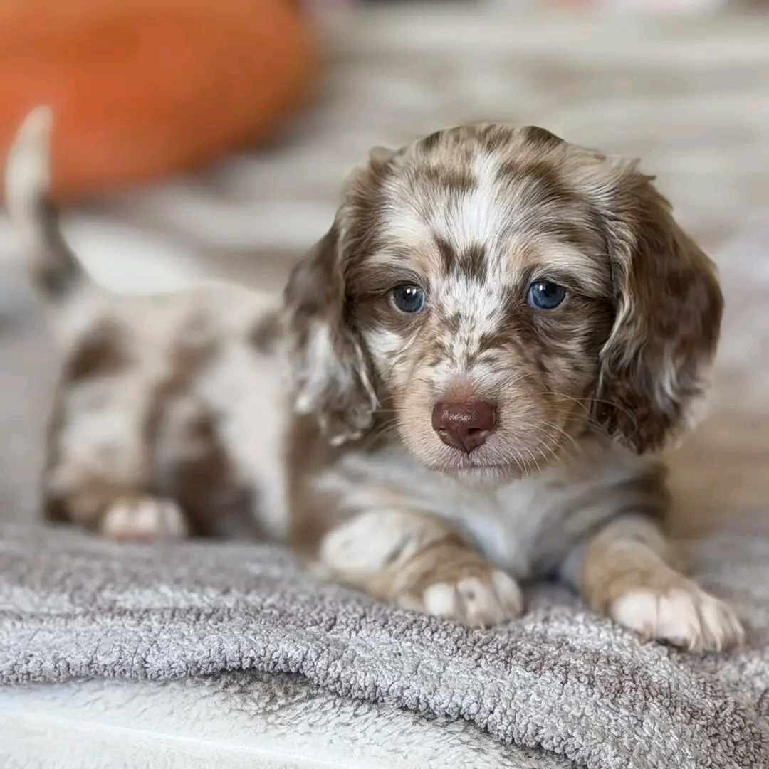 Puppies( Miniature Longhaired Dachshunds) image 4