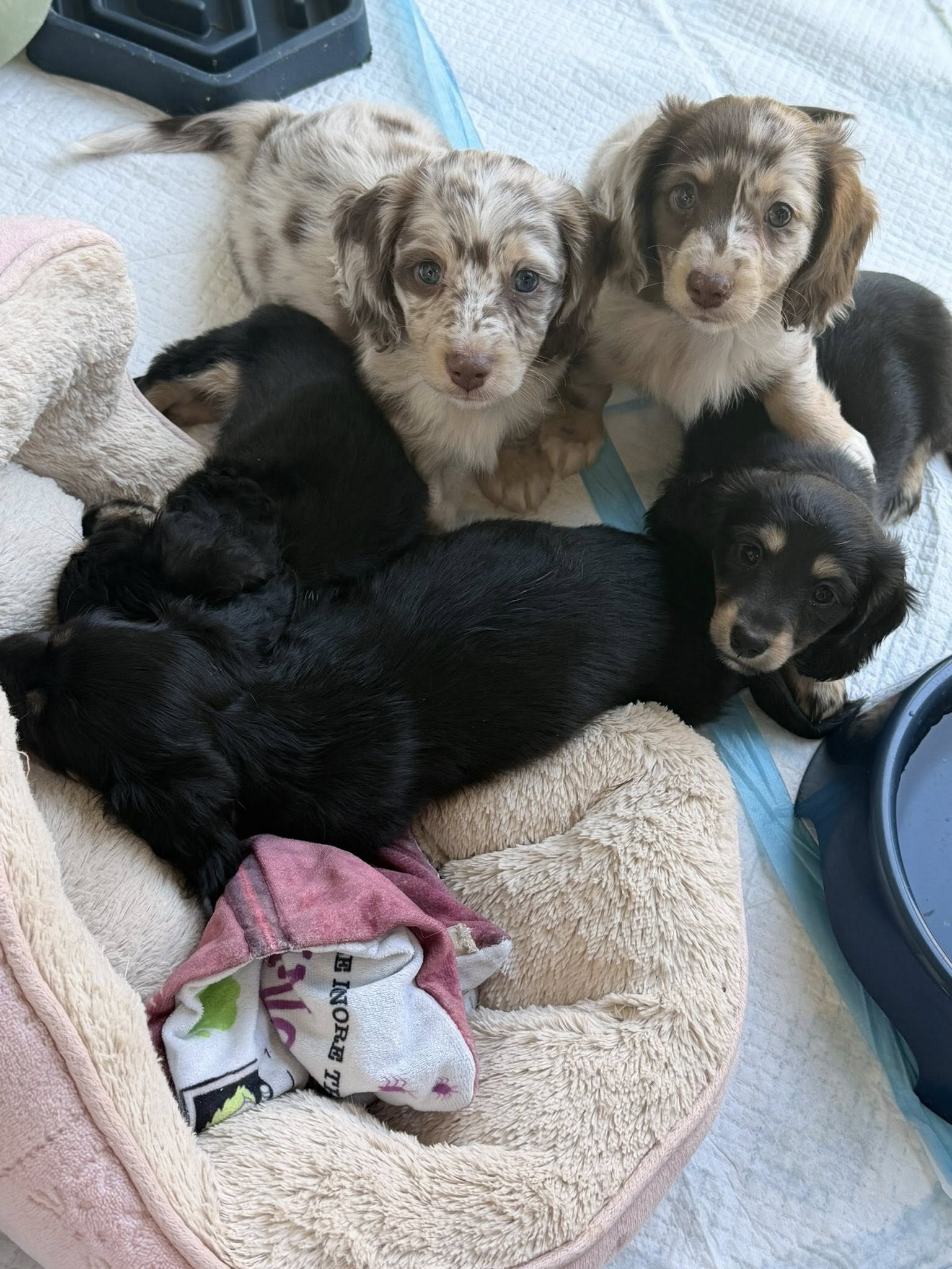 puppy image 1