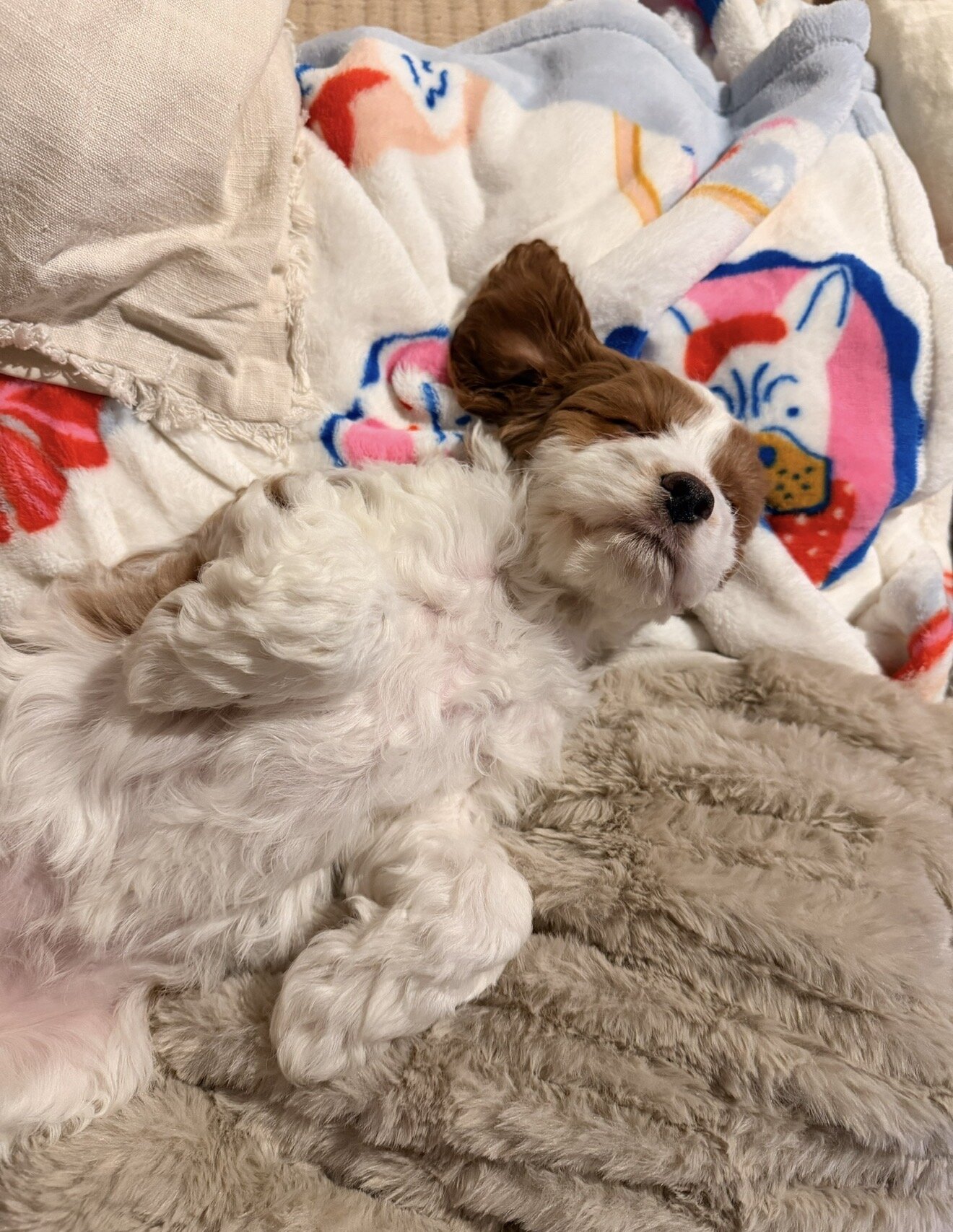 Cavapoo image 2