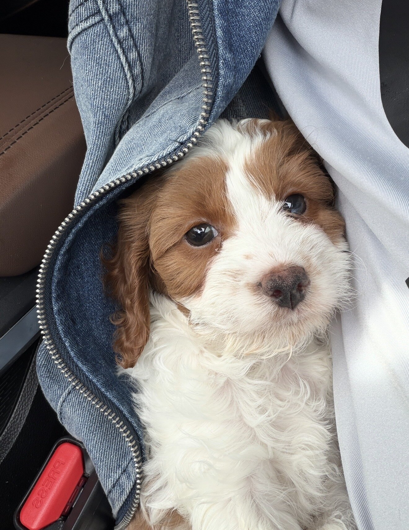 Cavapoo image 1