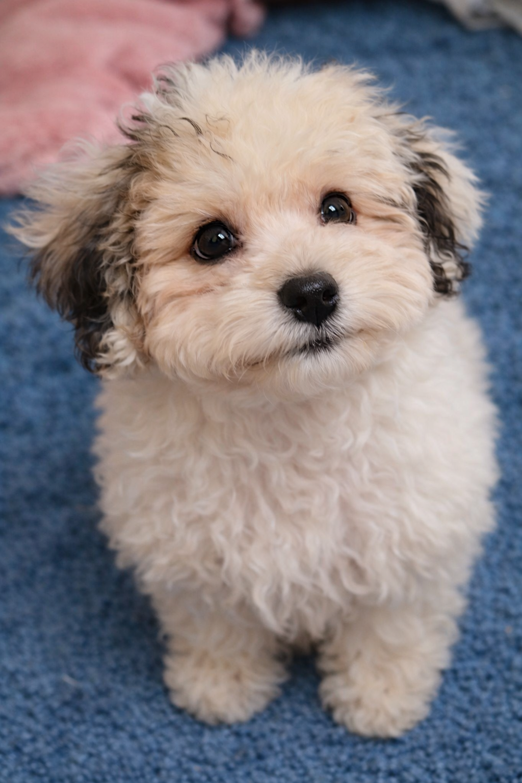 teddy image 1