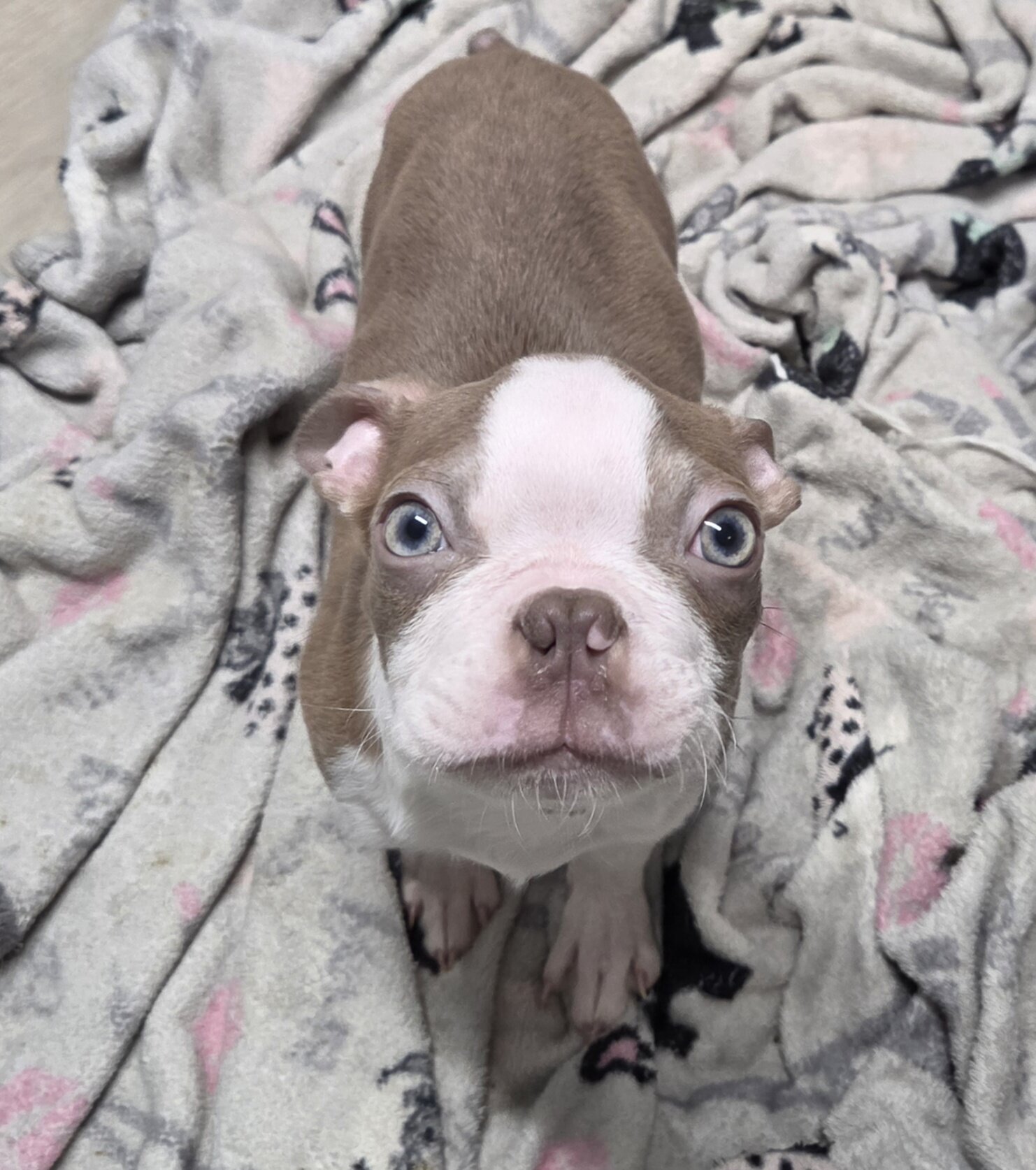 Boston Terrier puppy image 2