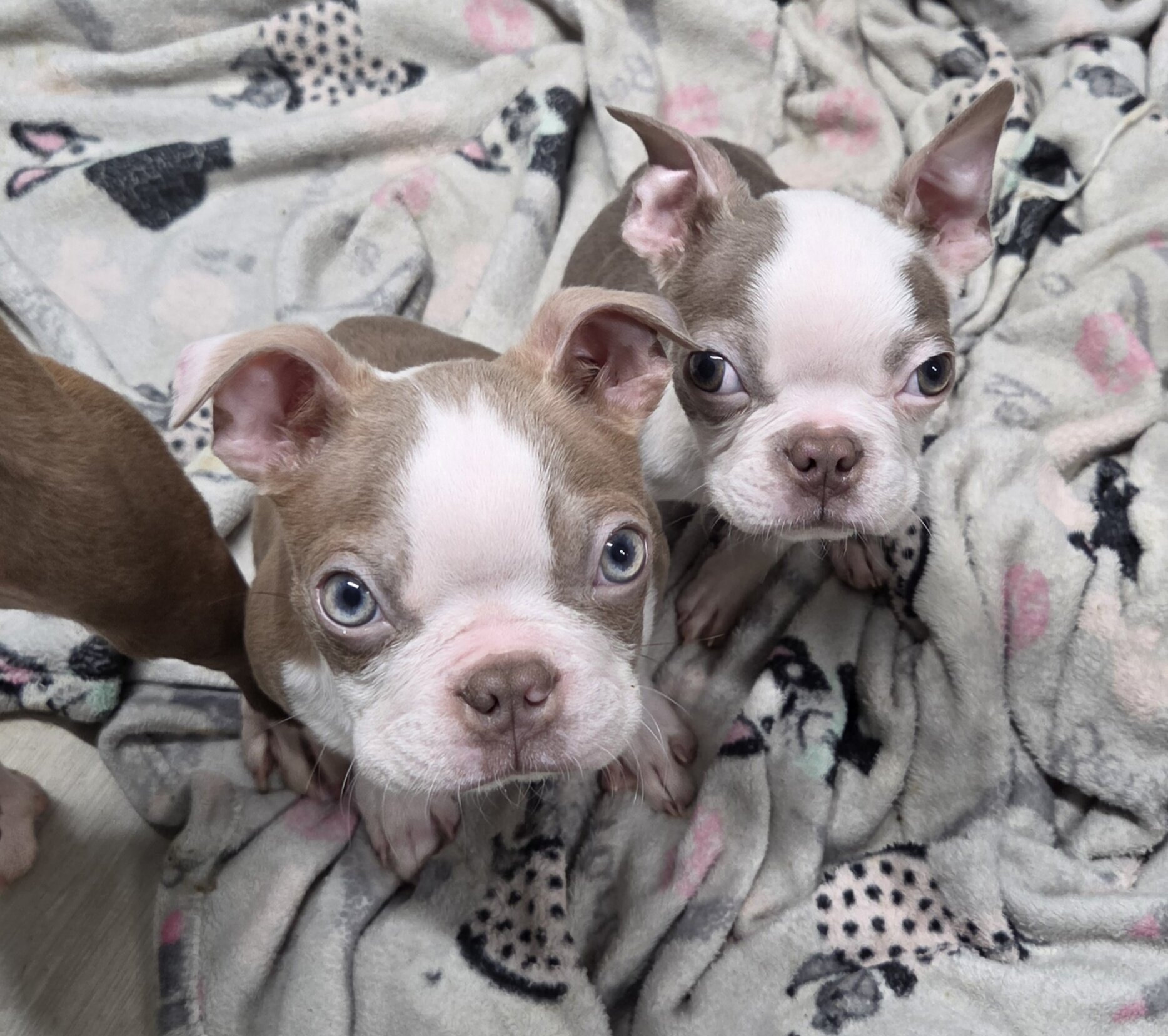 Boston Terrier puppy image 3
