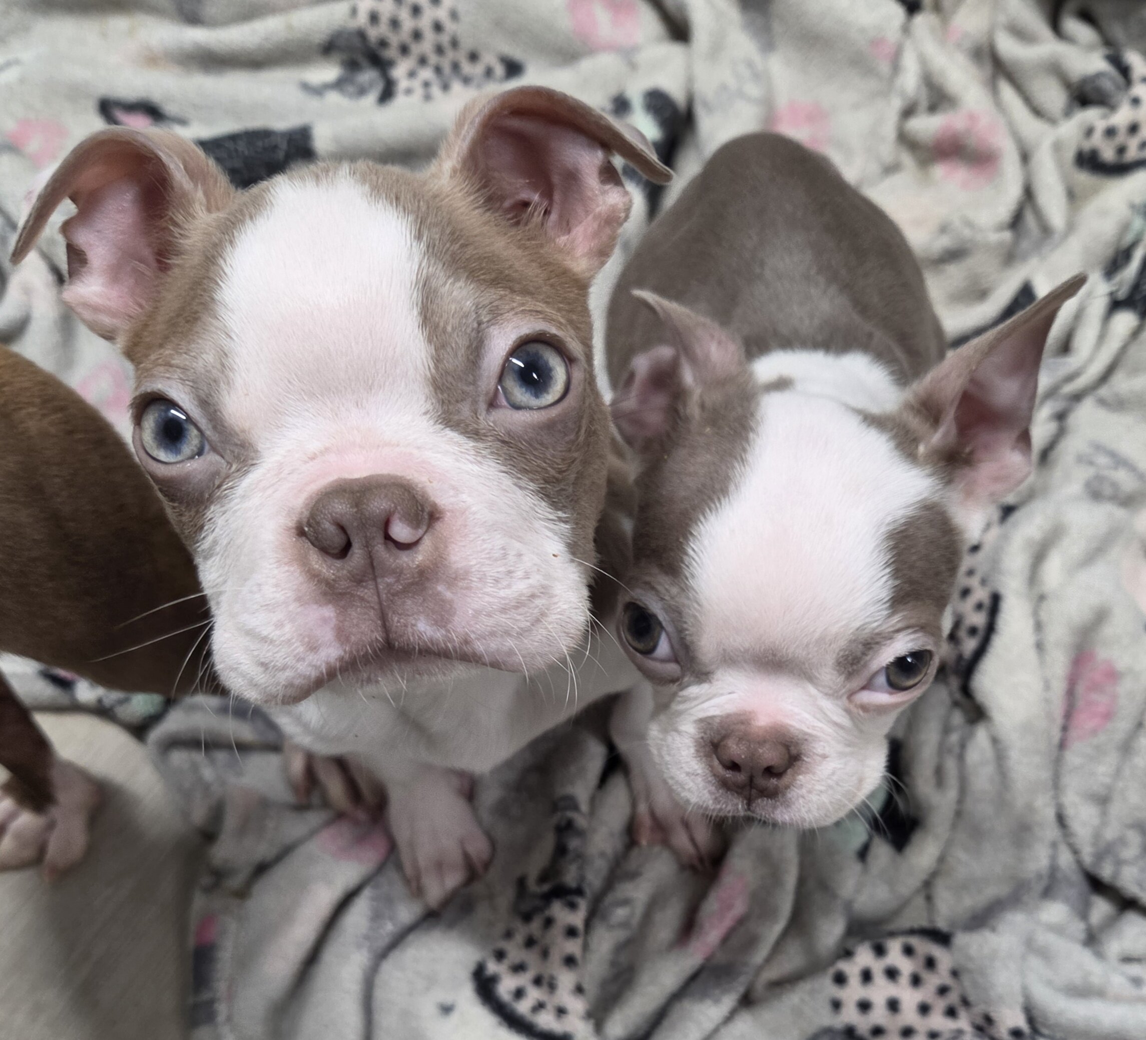 Boston Terrier puppy image 4