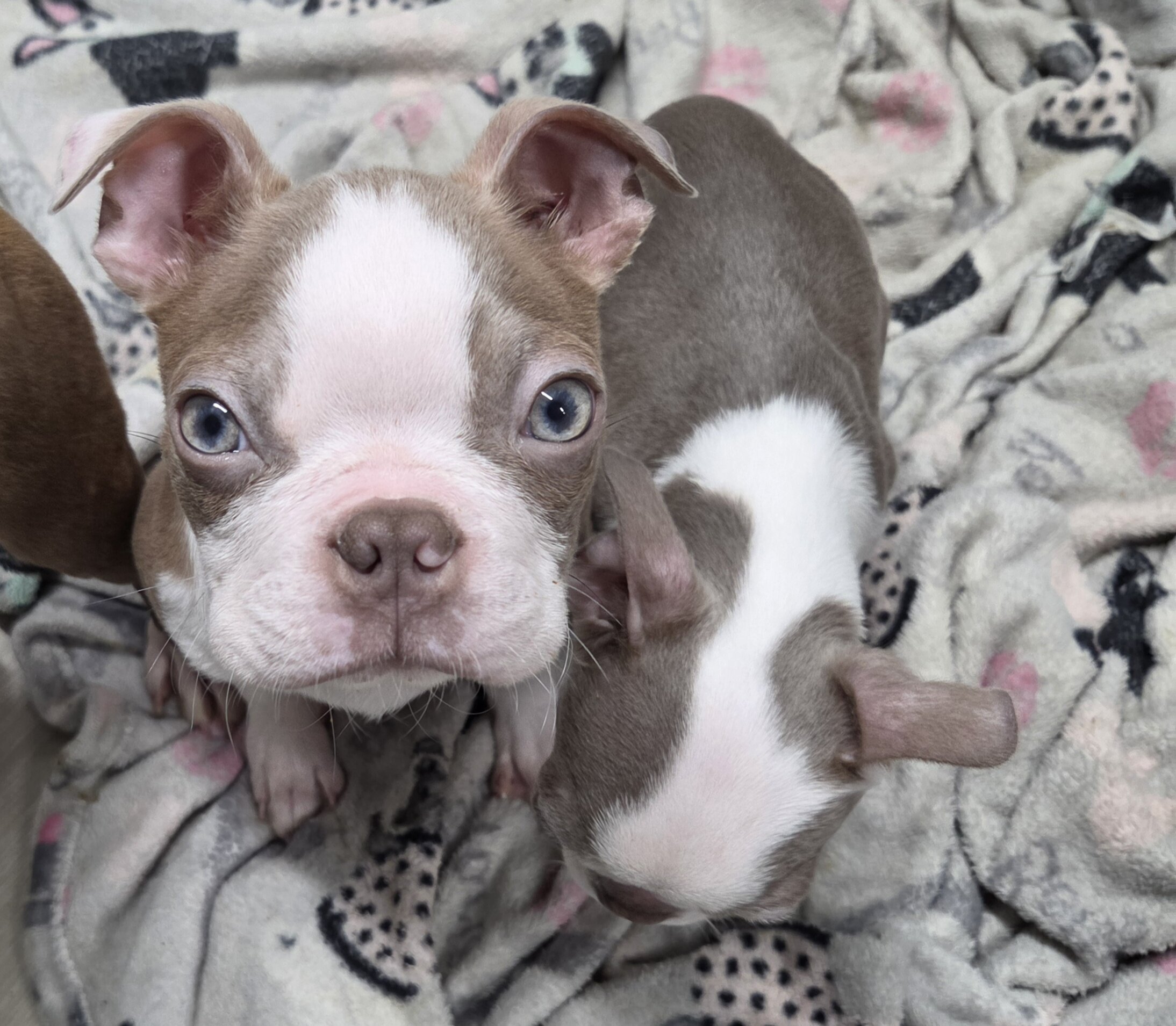 Boston Terrier puppy image 1