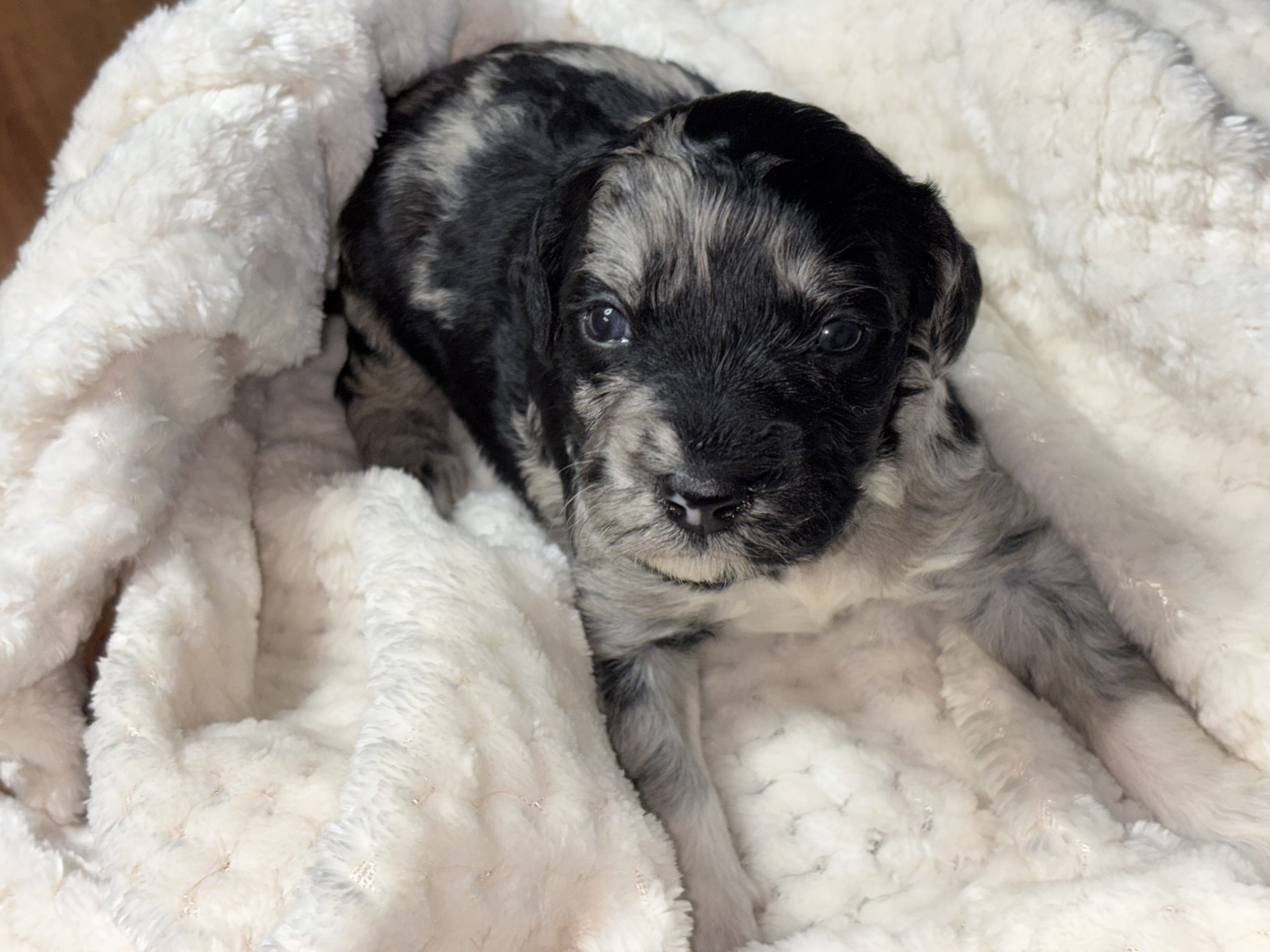 Mini golden doodle image 2