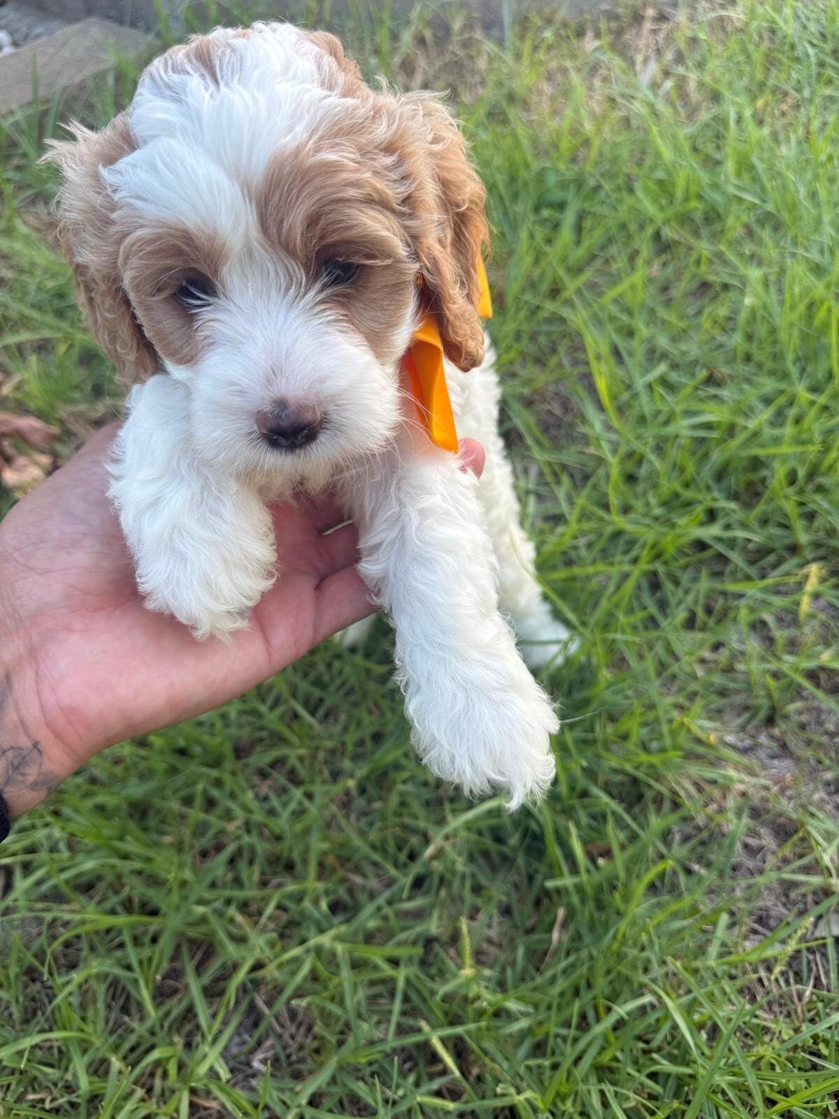Mini Caboodle Puppies image 3