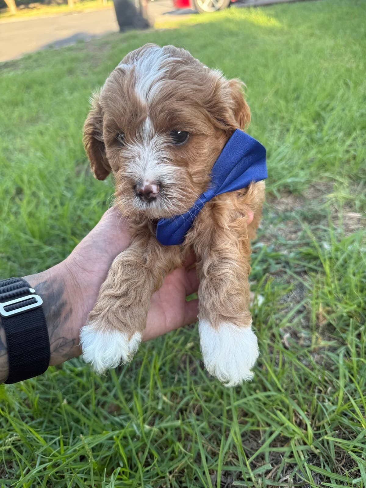 Mini Caboodle Puppies image 4