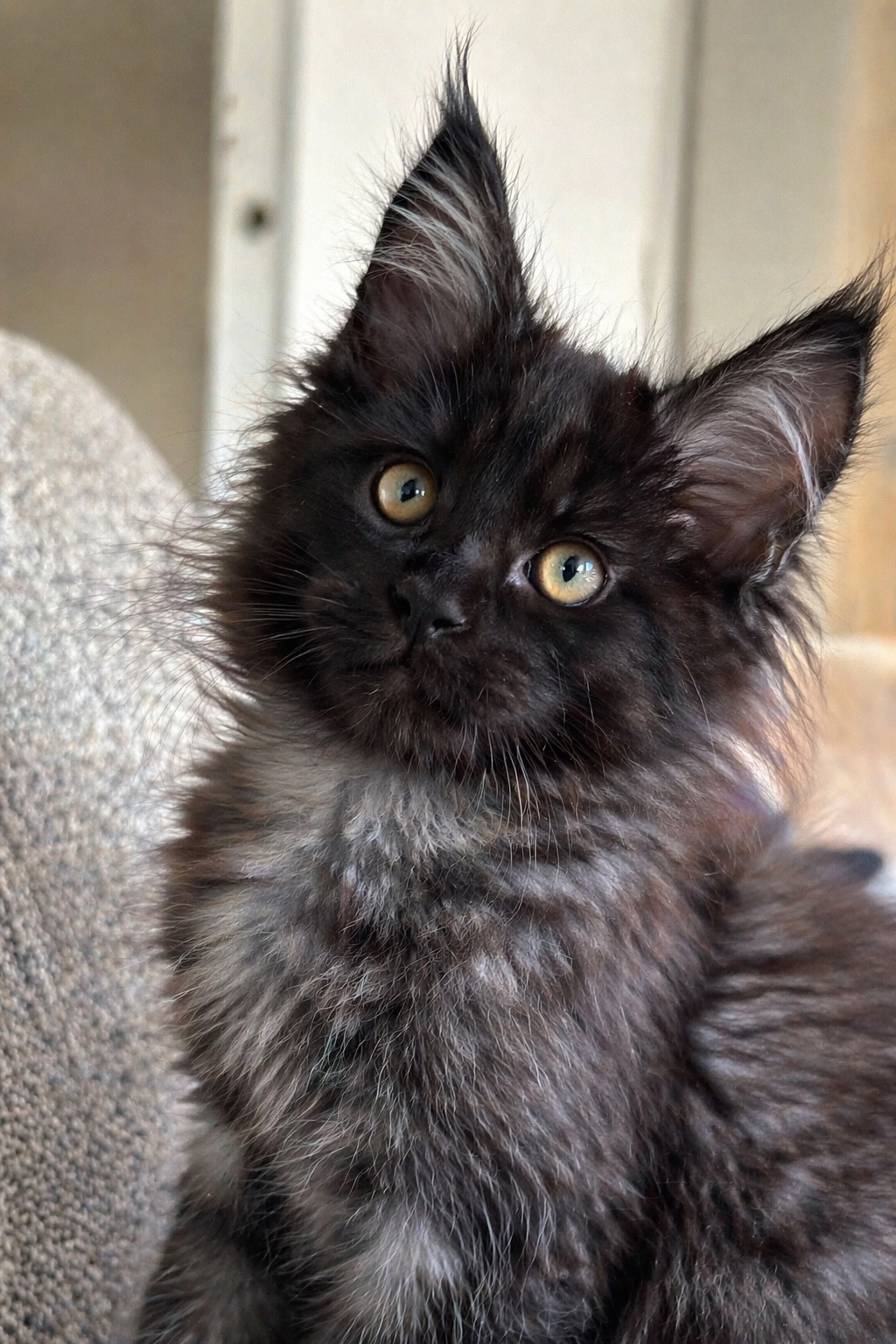 Maine coon black kitten with Fife pedegree image 4