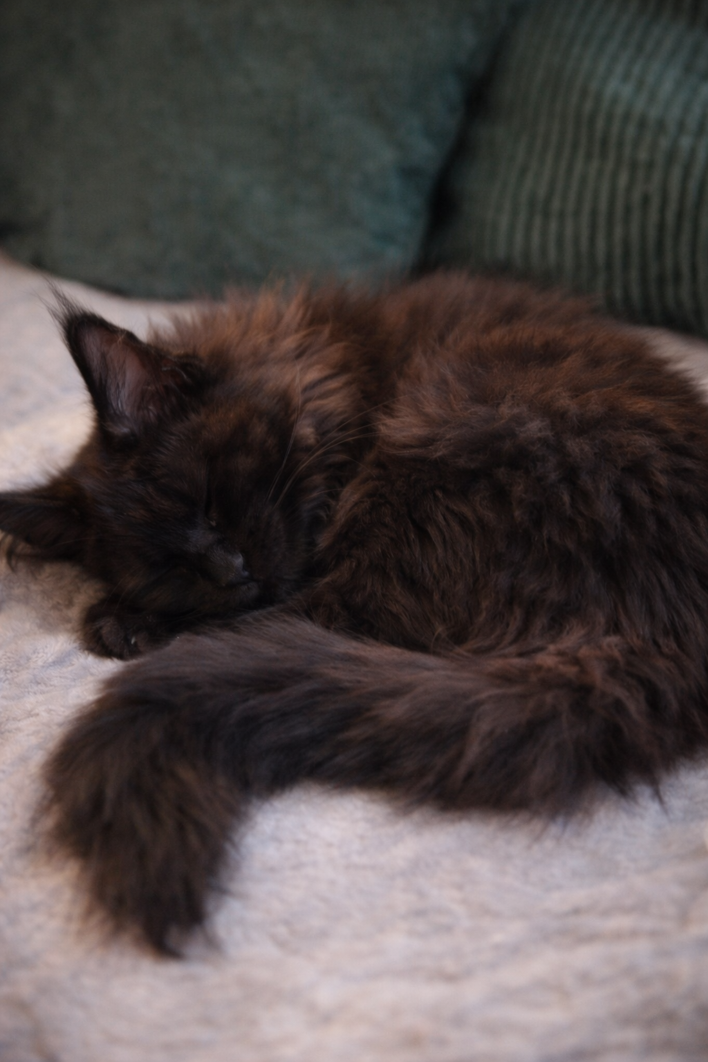 Maine coon black kitten with Fife pedegree image 2