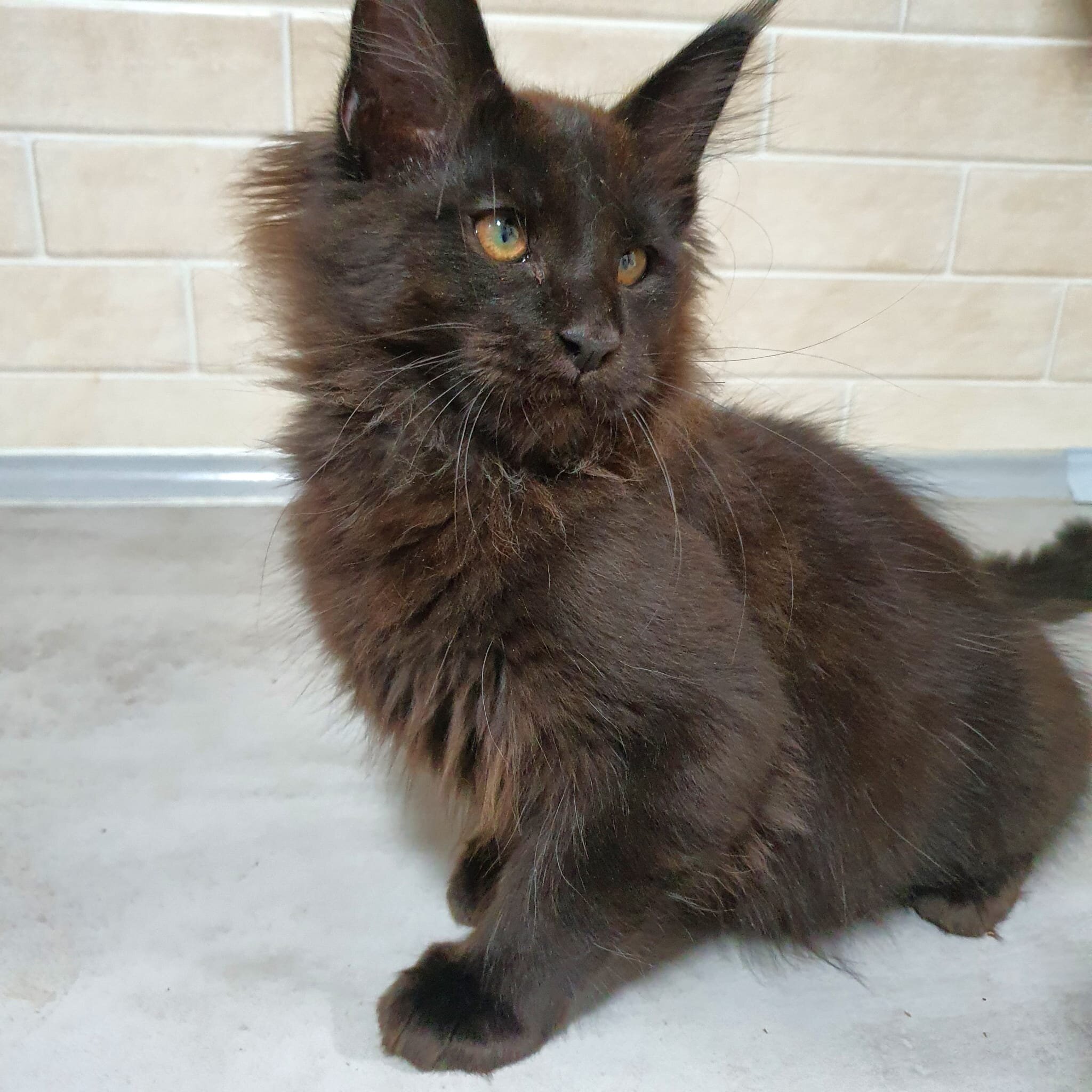 Maine coon black kitten with Fife pedegree image 1