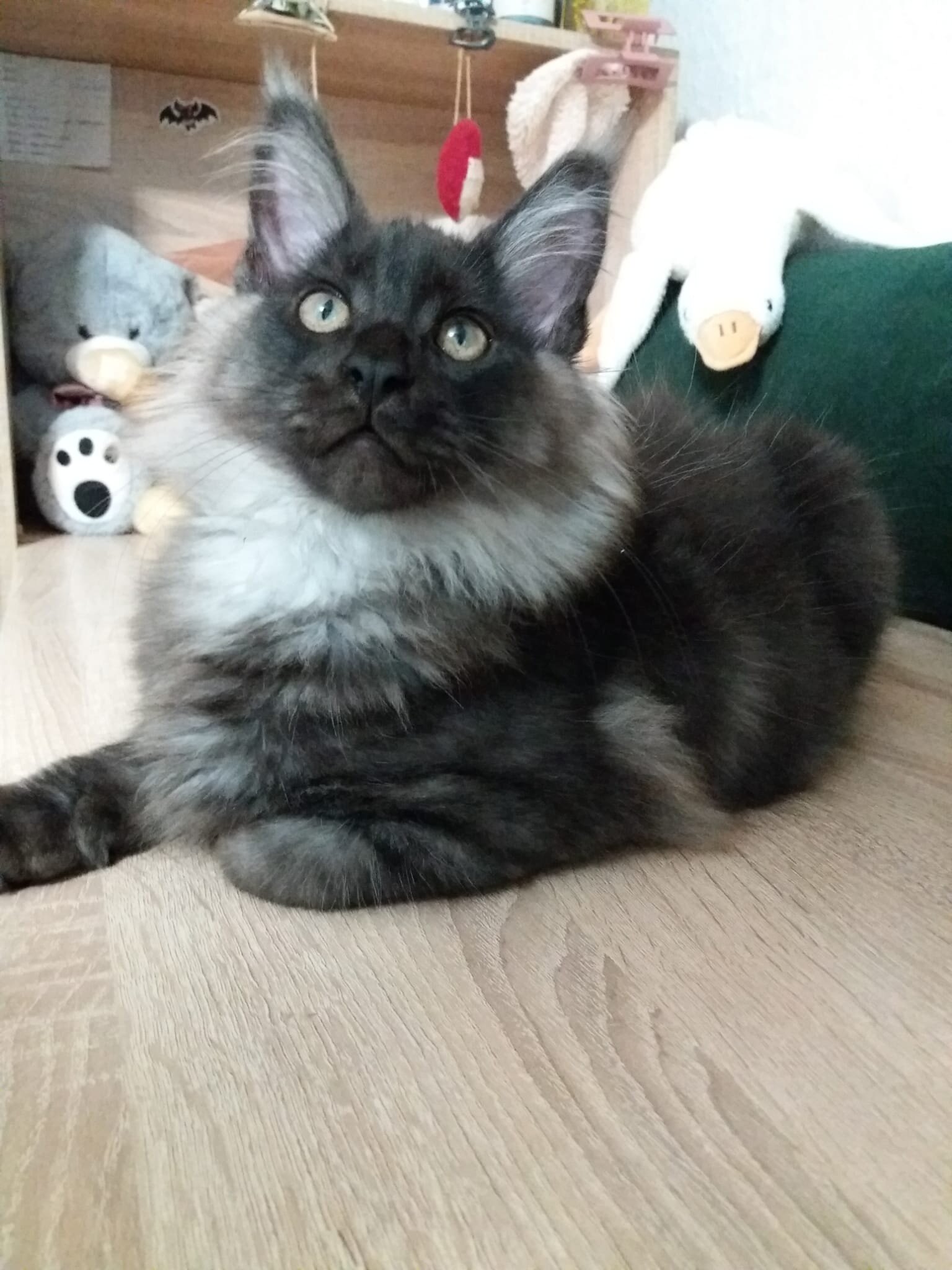 Black smoke Maine Coon kitten male,Fife pedigree image 1