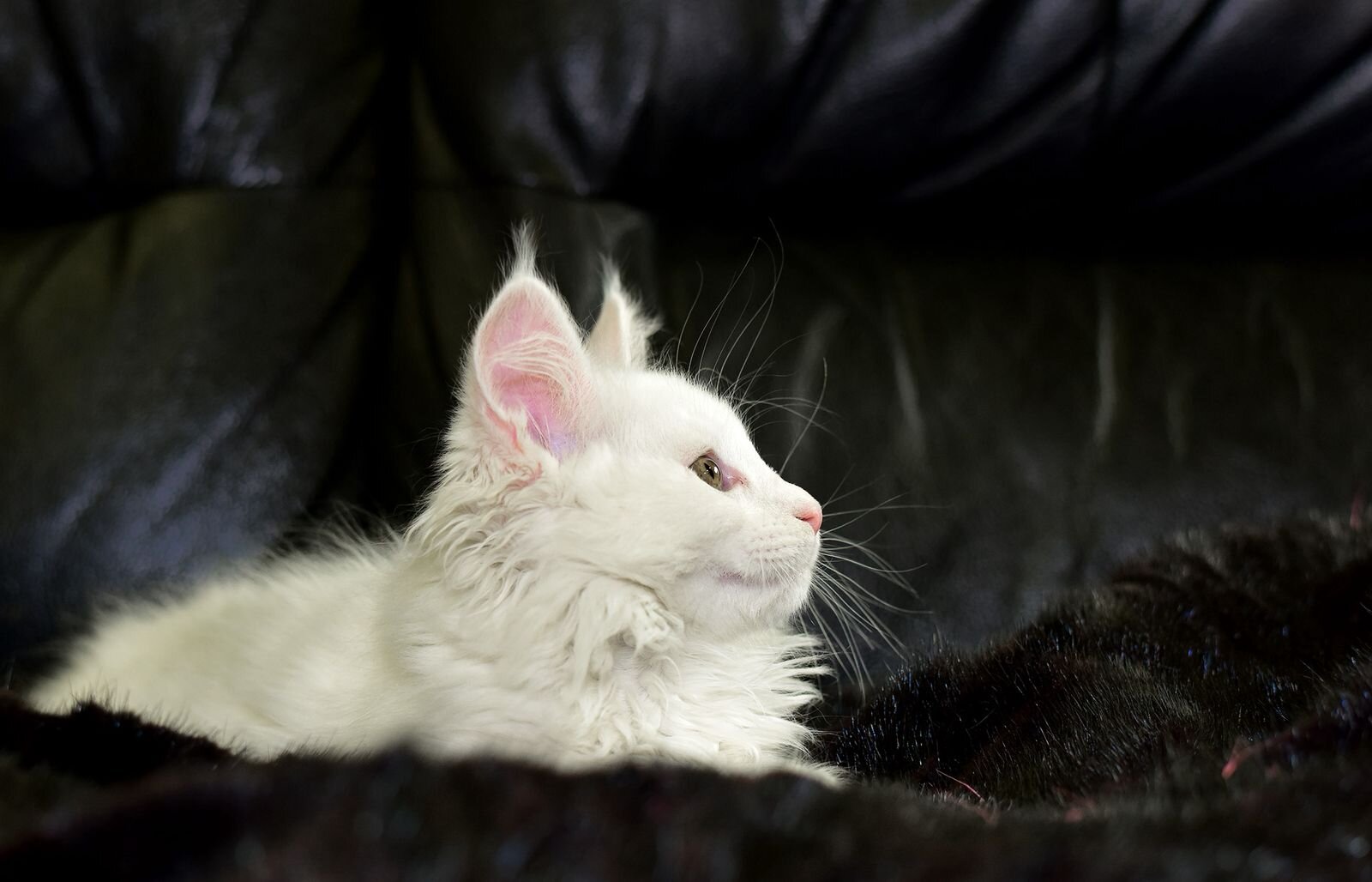 Exclusive Maine Coon Female Green Eyed White Rare image 6