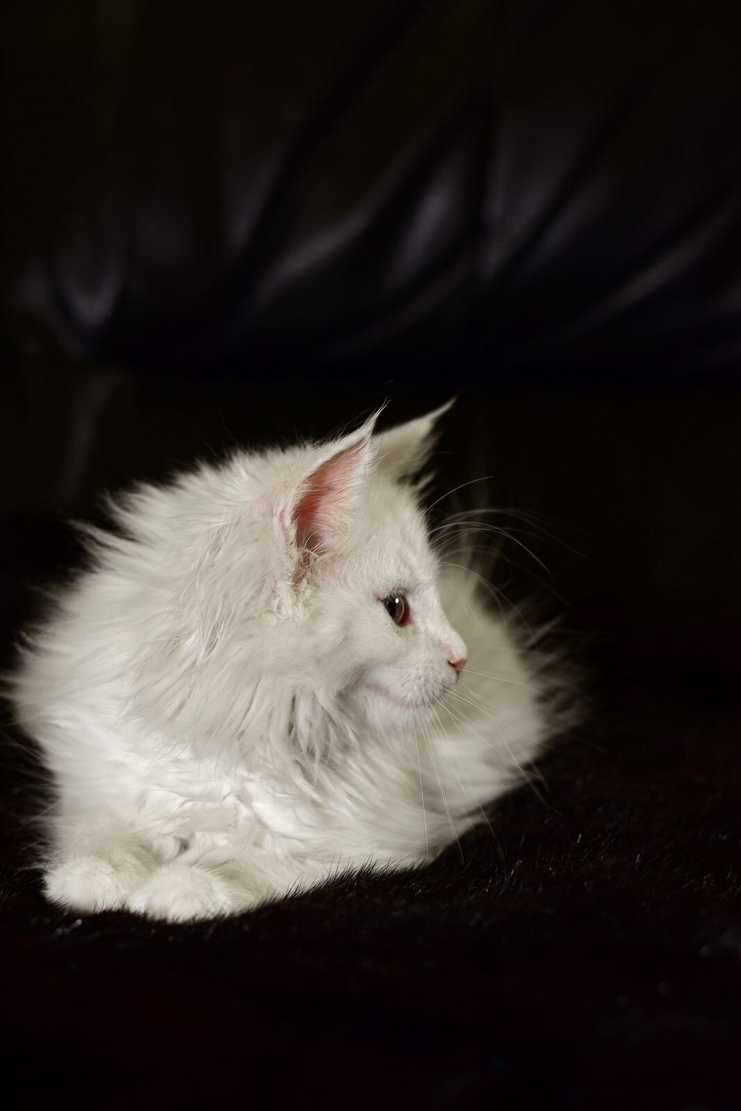 Exclusive Maine Coon Female Green Eyed White Rare image 4