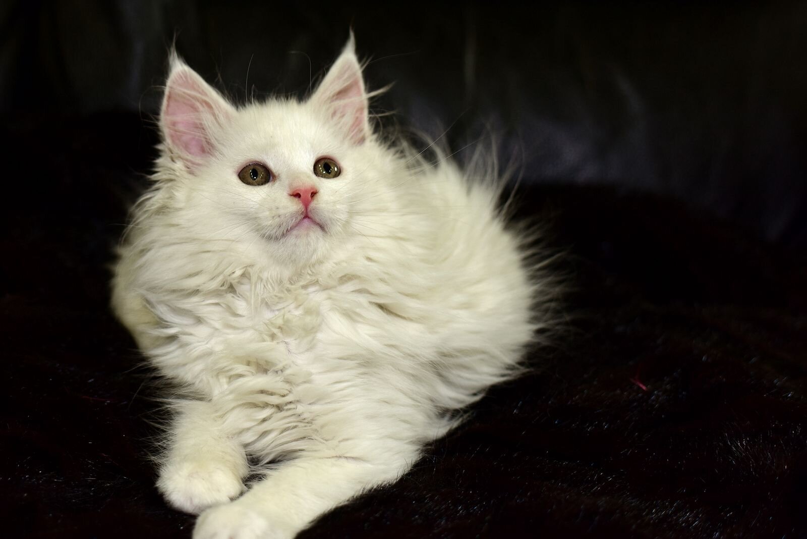 Exclusive Maine Coon Female Green Eyed White Rare image 5