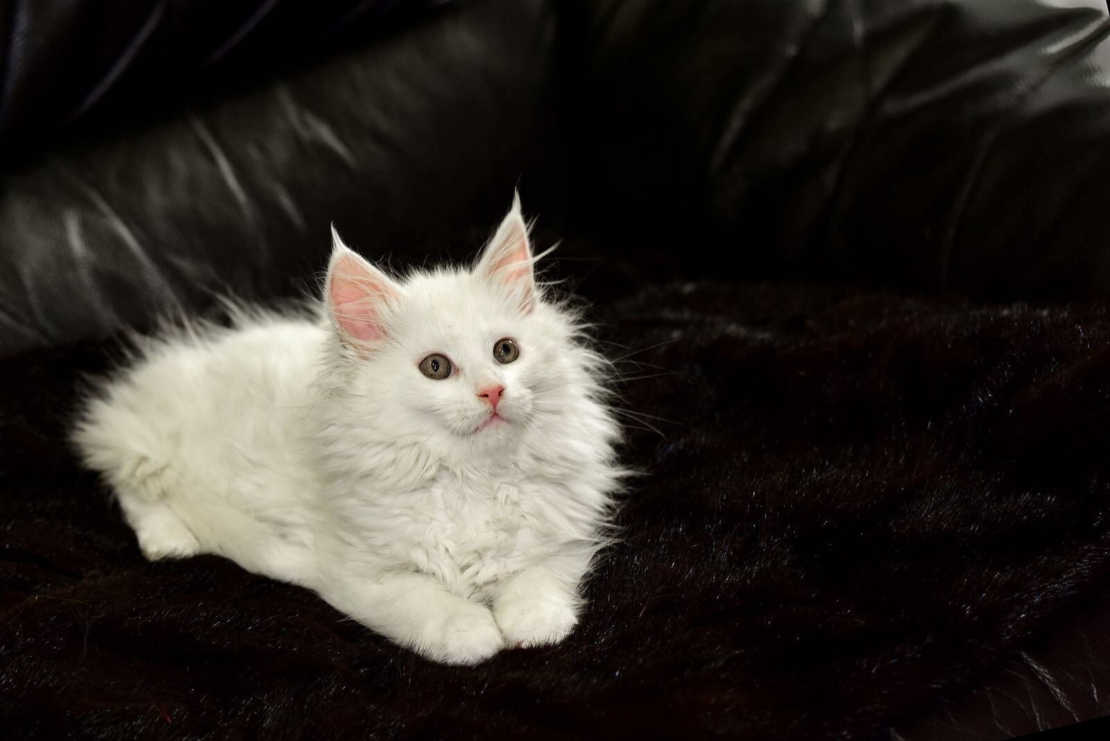 Exclusive Maine Coon Female Green Eyed White Rare image 3