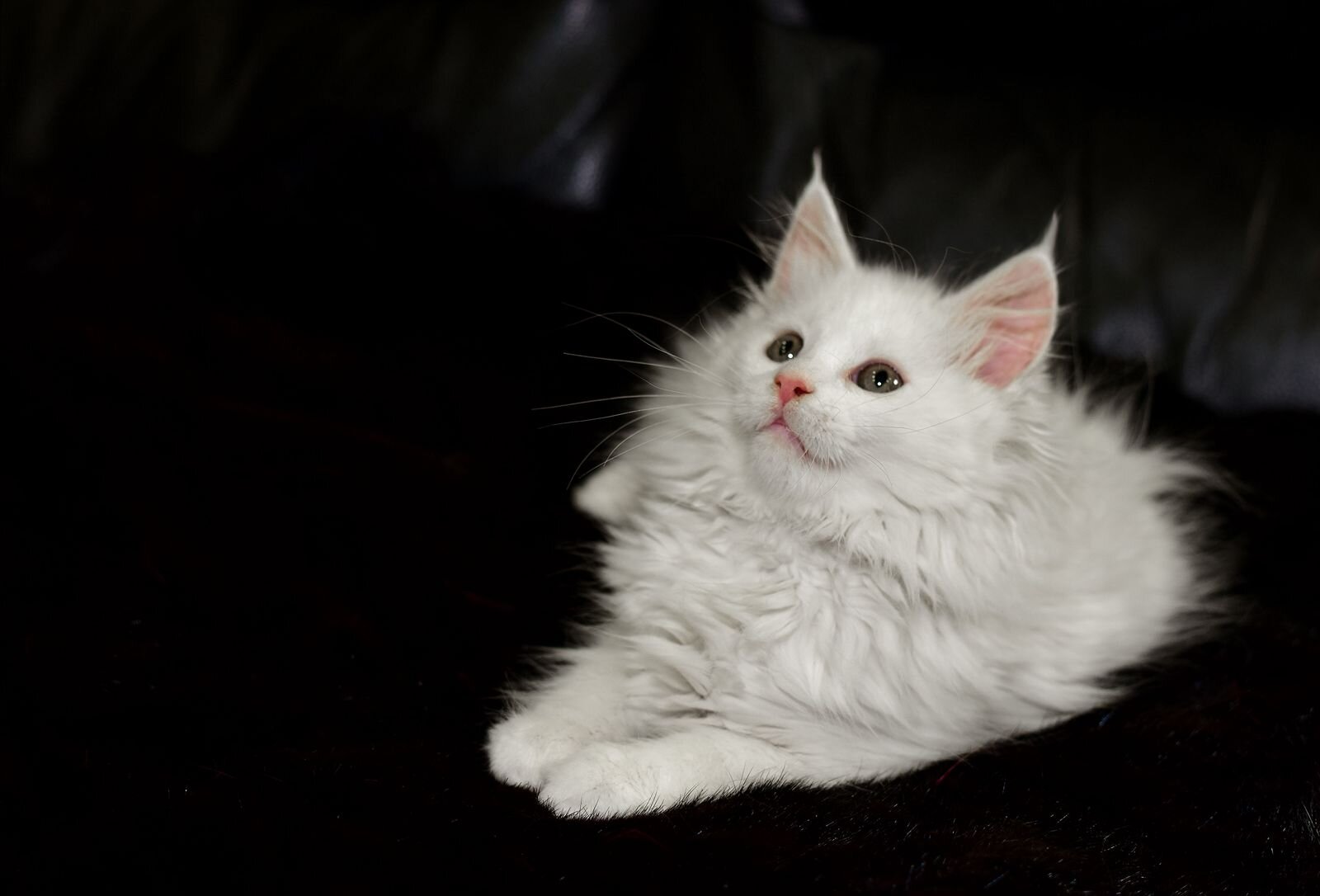 Exclusive Maine Coon Female Green Eyed White Rare image 2