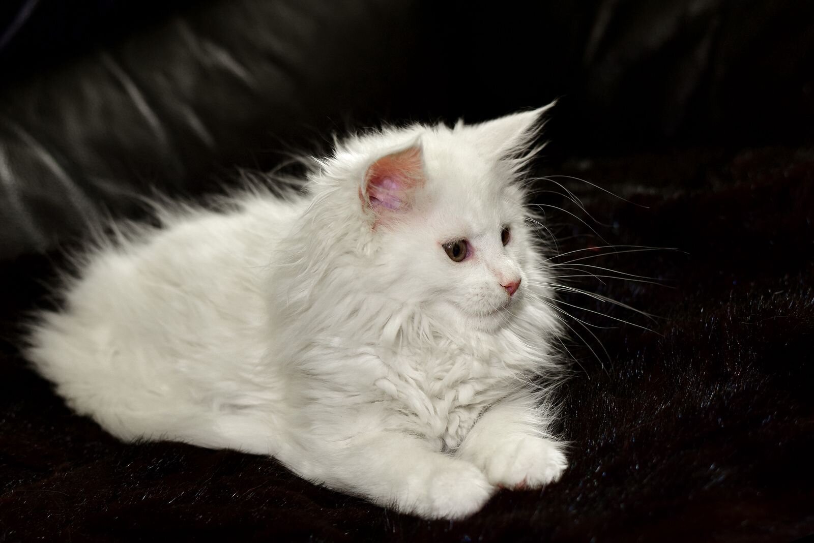 Exclusive Maine Coon Female Green Eyed White Rare image 1