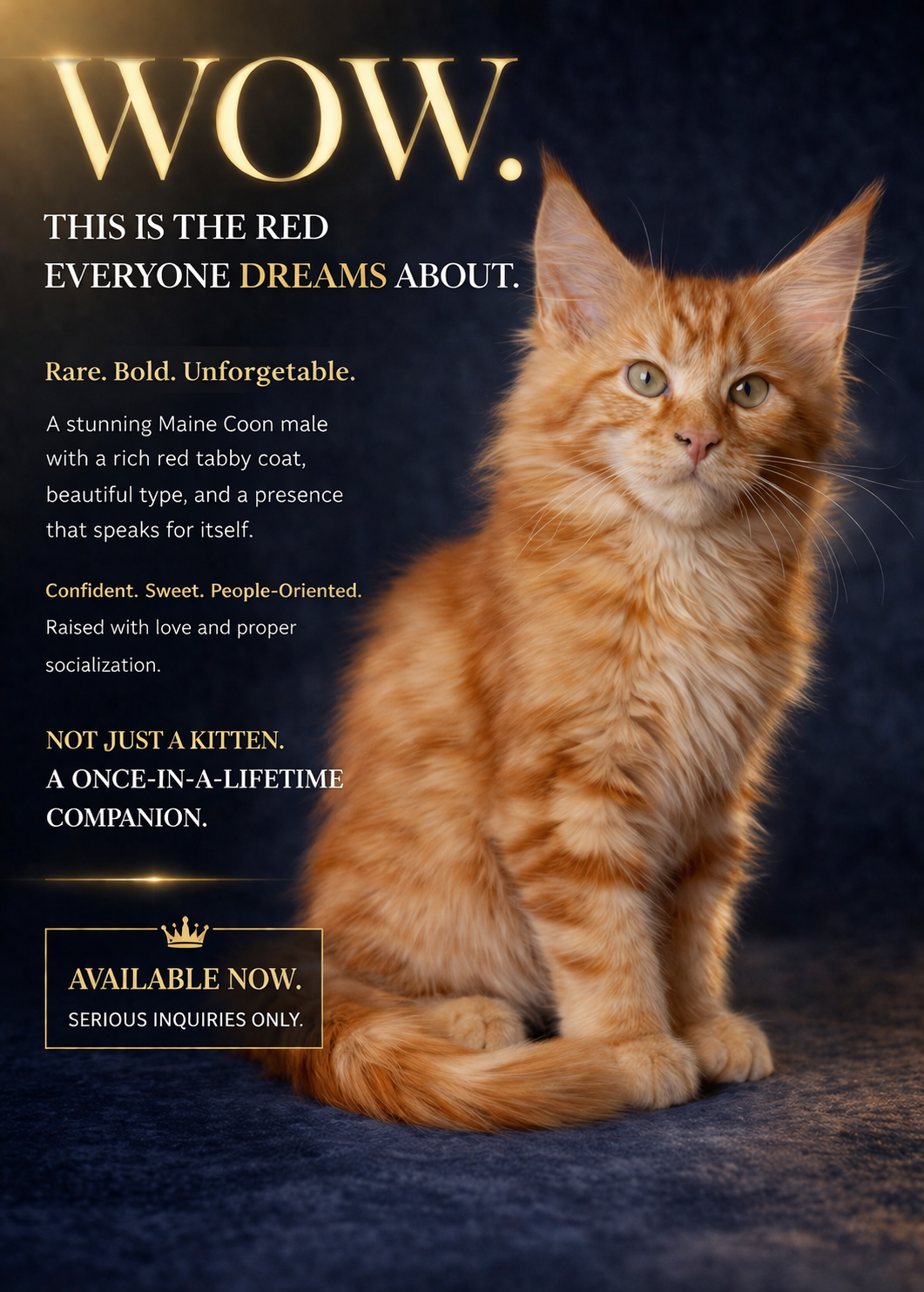 Male Red Tabby Pedegree Show Type  Available image 2