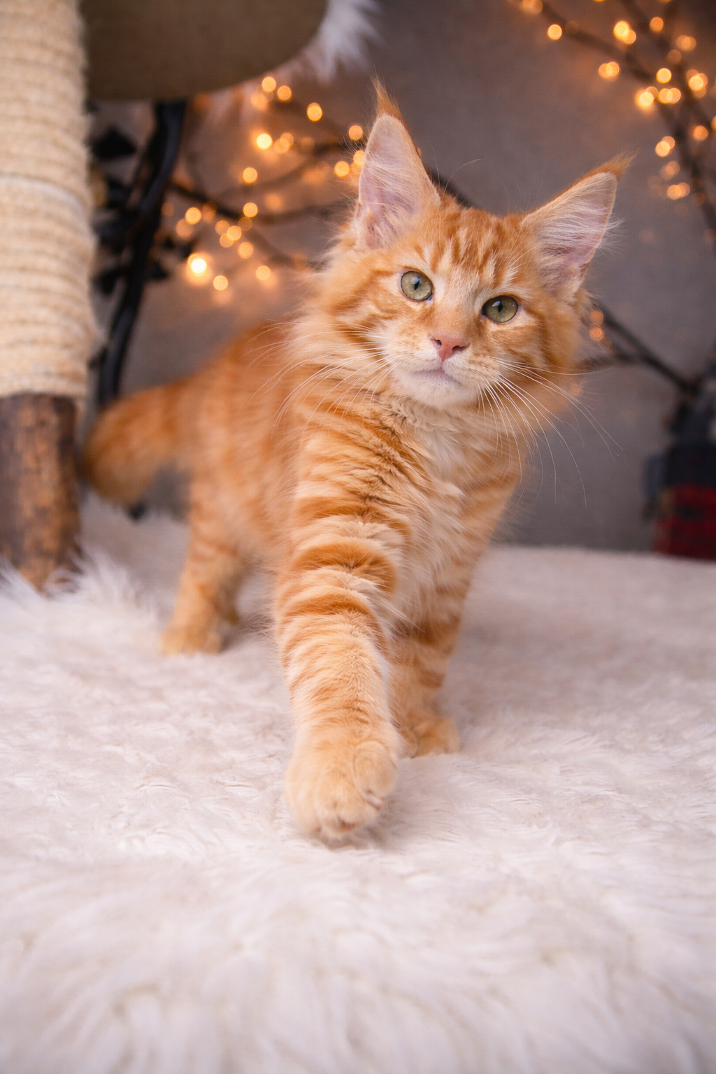Male Red Tabby Pedegree Show Type  Available image 4