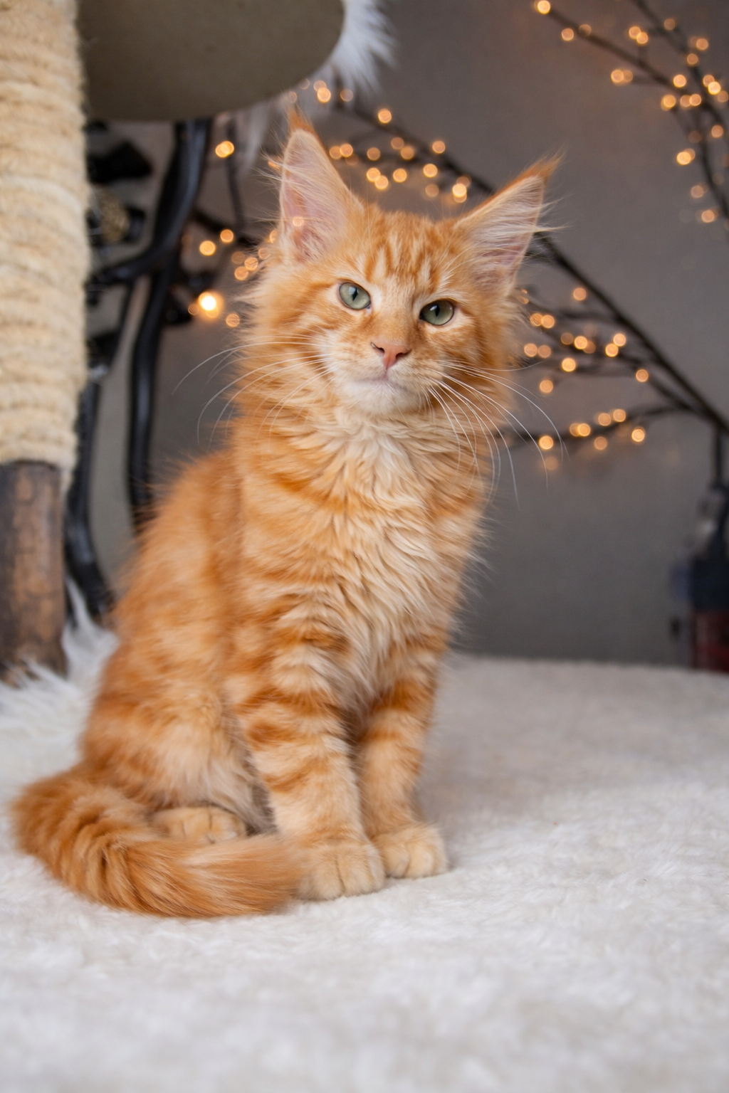 Male Red Tabby Pedegree Show Type  Available image 6