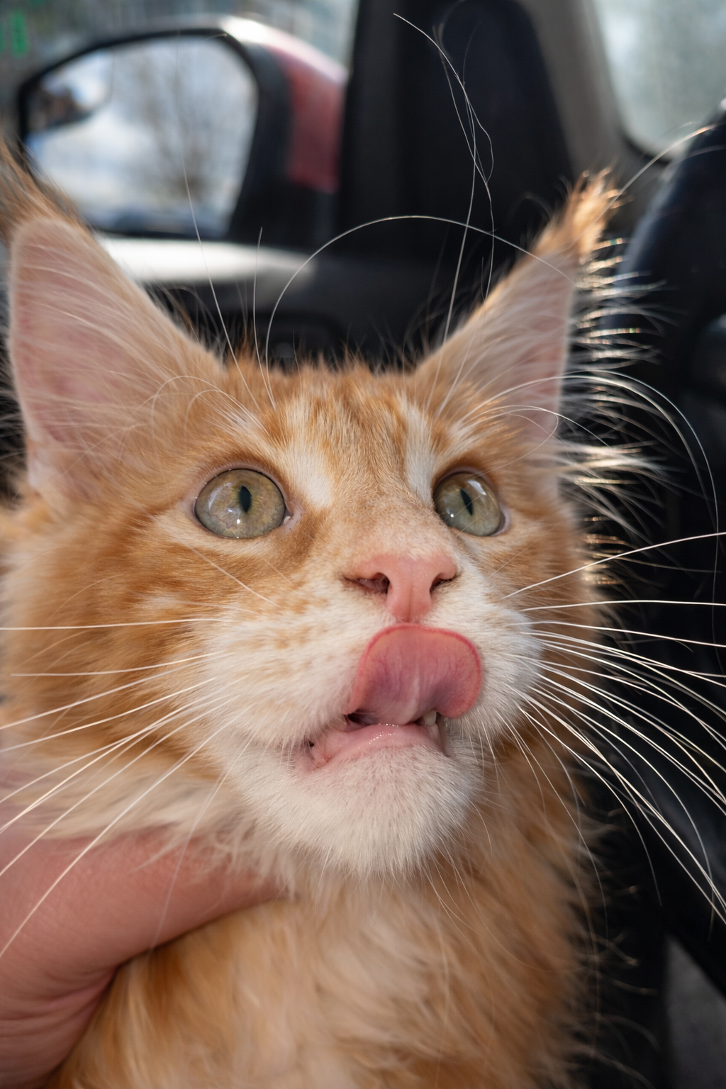 Male Red Tabby Pedegree Show Type  Available image 1