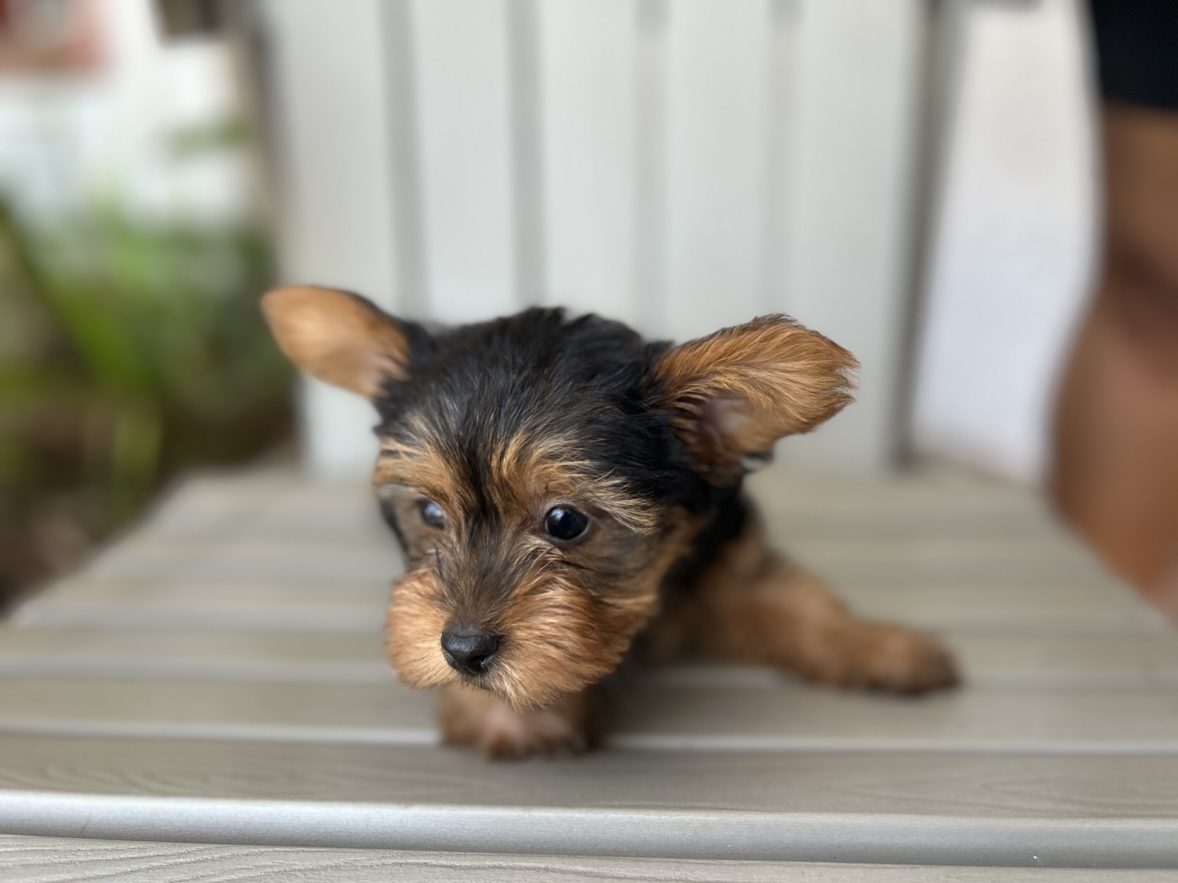 Teddy image 1