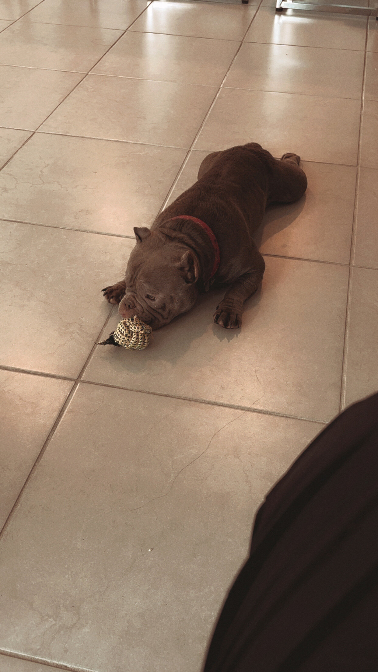 Exotic American Bully image 4