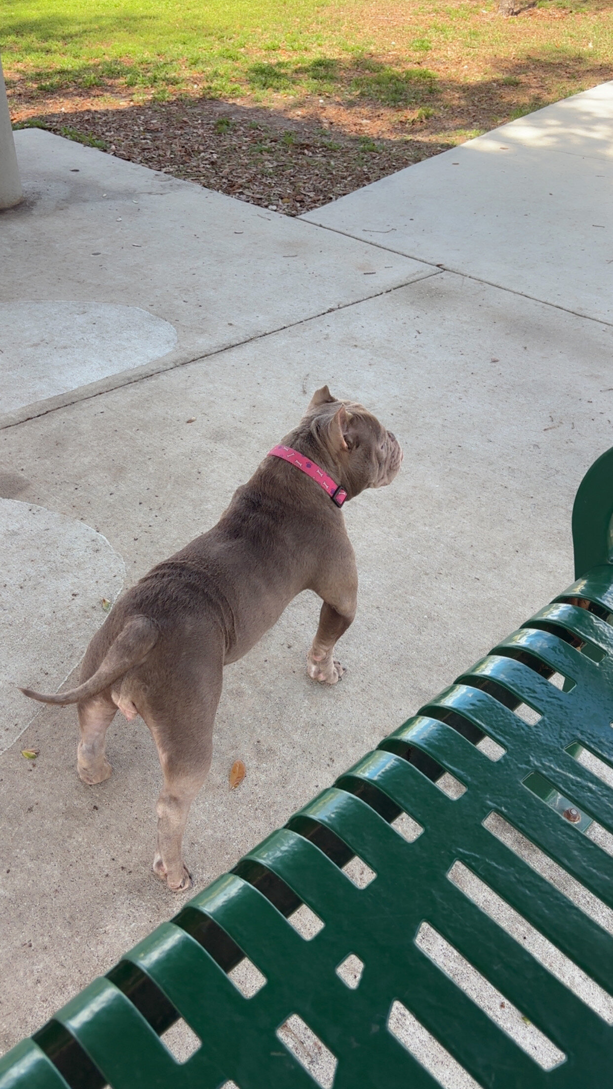 Exotic American Bully image 3