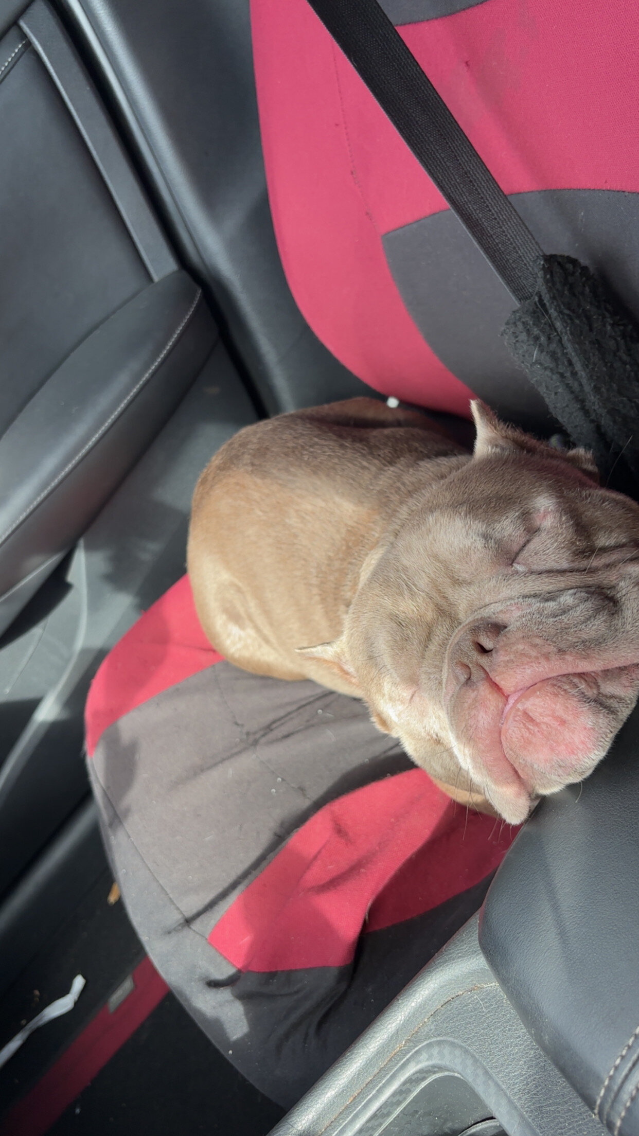 Exotic American Bully image 2
