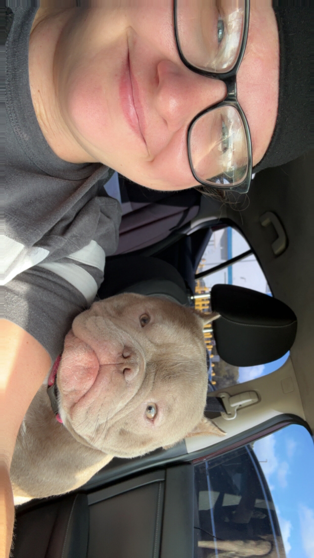 Exotic American Bully image 1