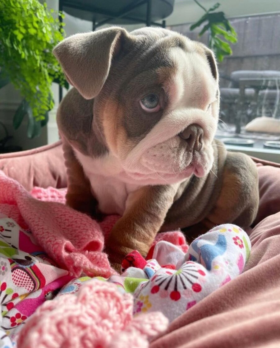 Gorgeous Male and female English Bulldog puppies image 1